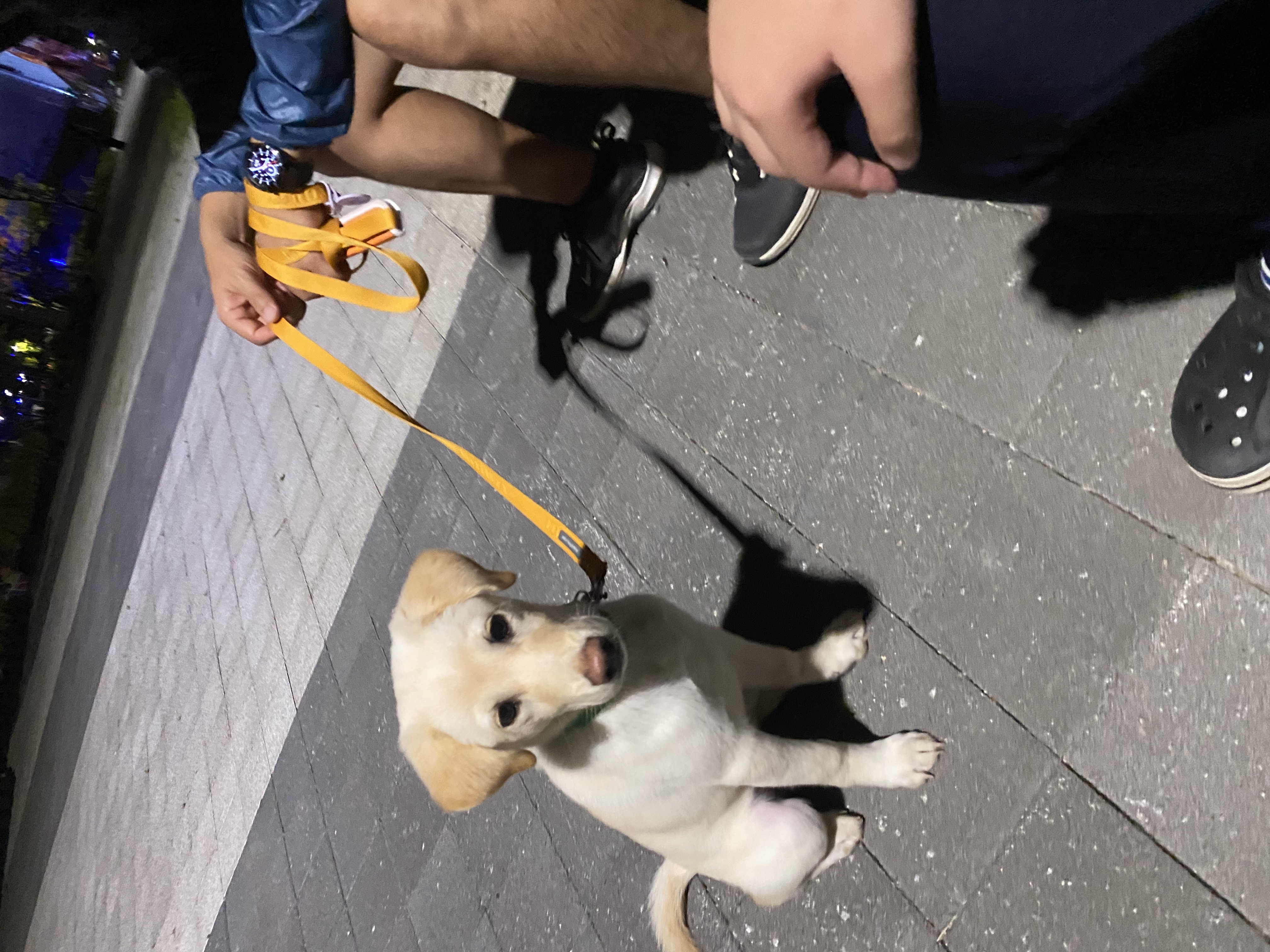 보리(시작이) 입양 한달됐네요