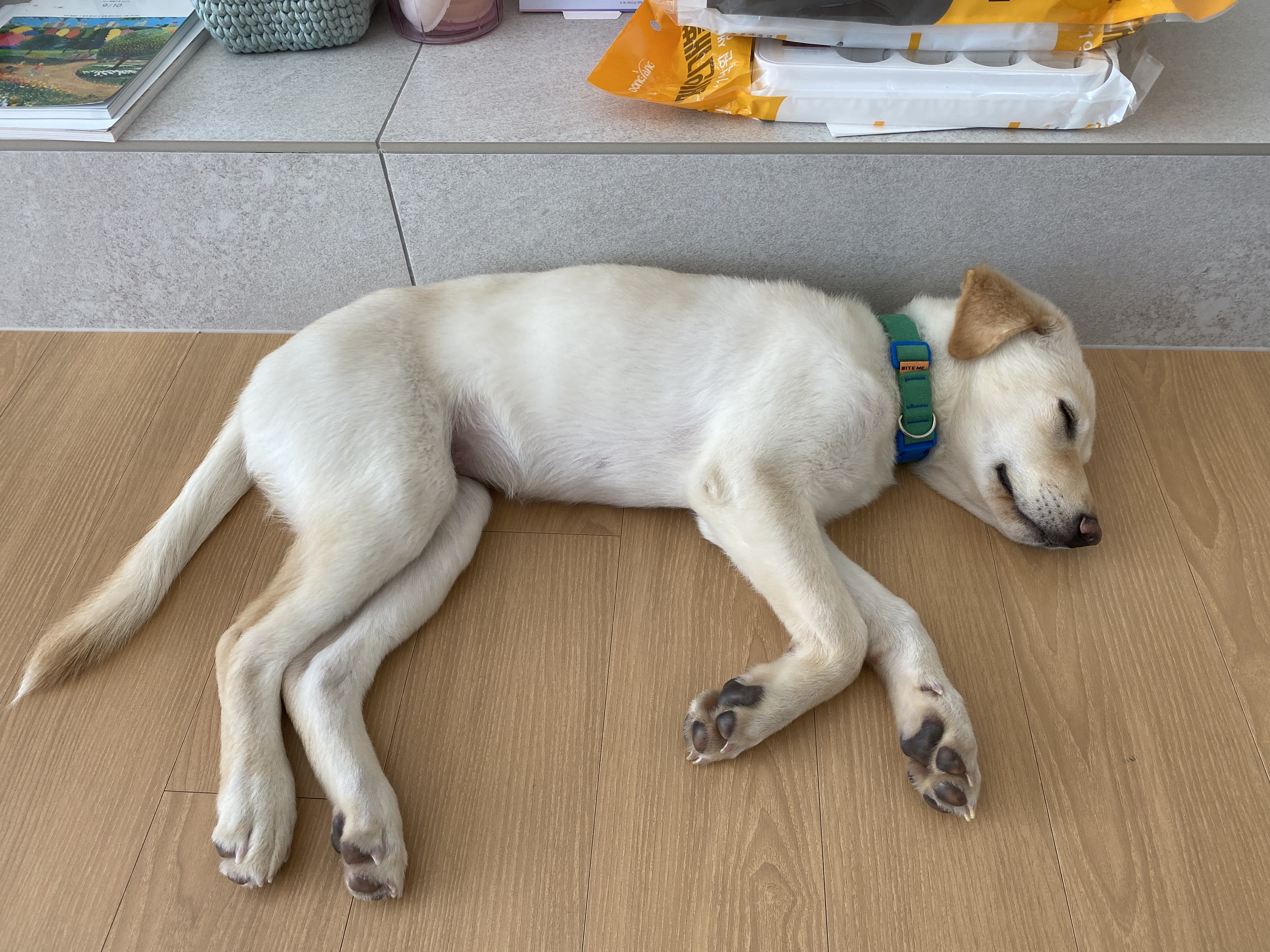 보리(시작이) 입양 한달됐네요