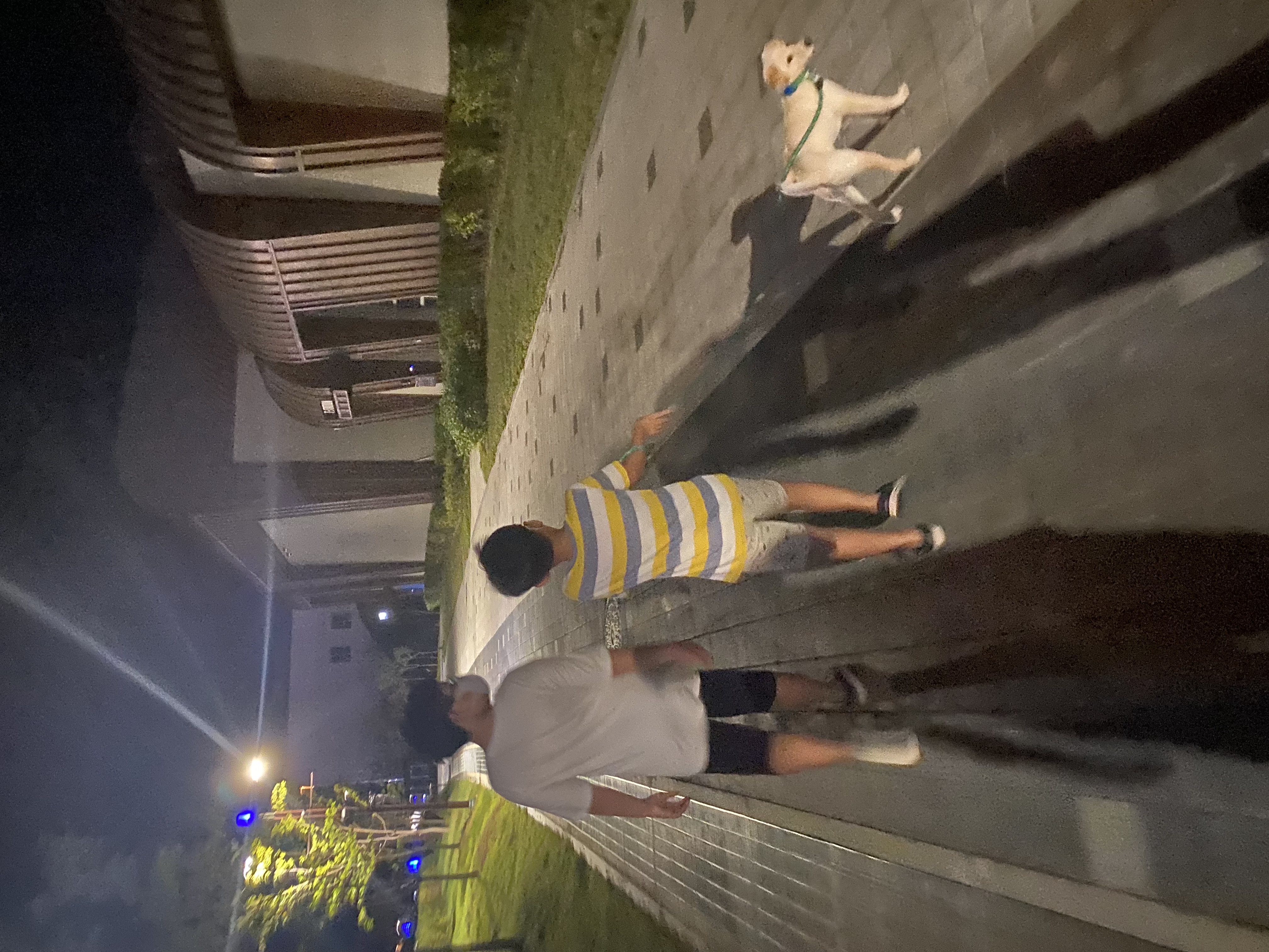 보리(시작이) 입양 한달됐네요