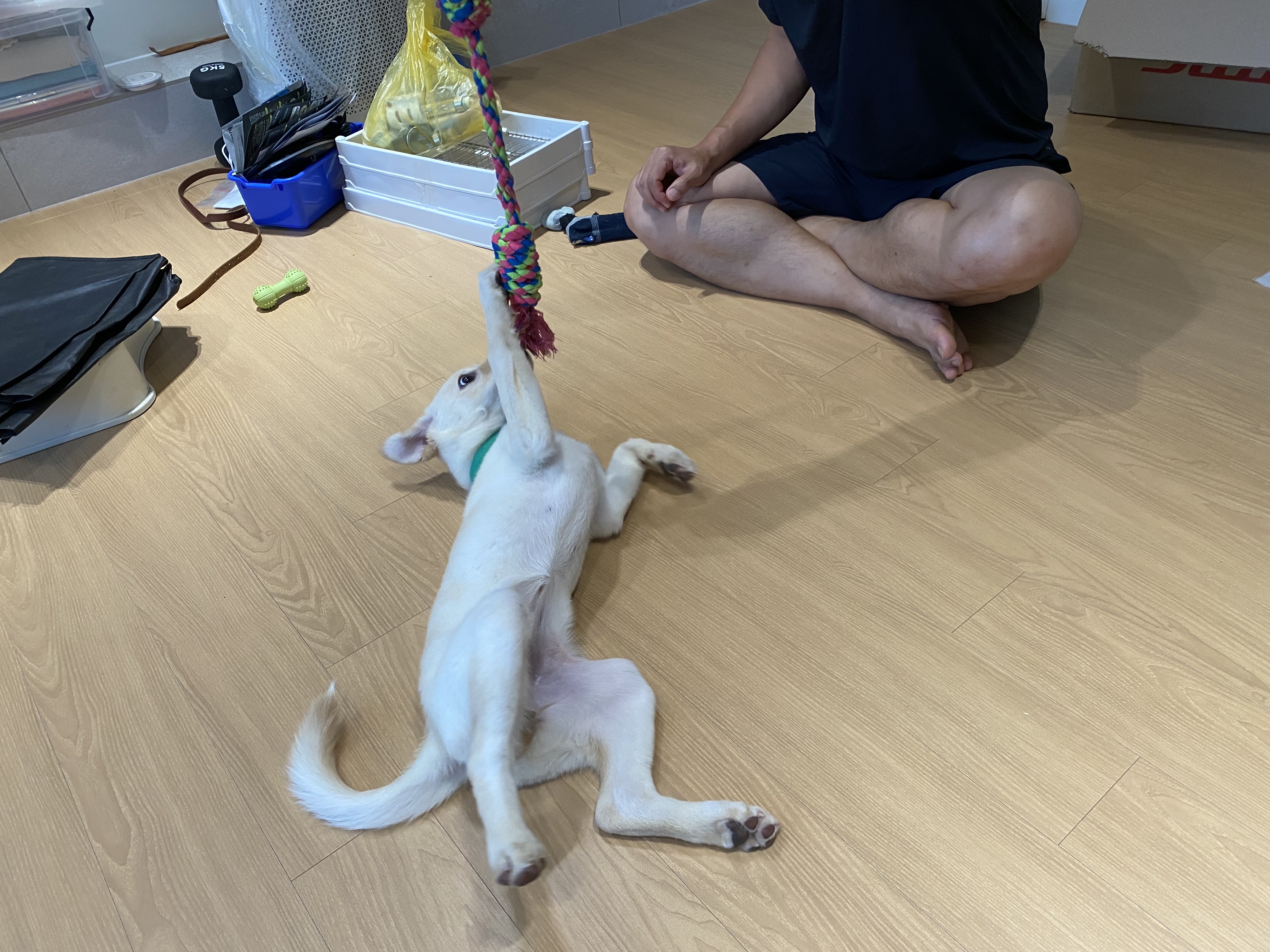 보리(시작이) 입양 한달됐네요