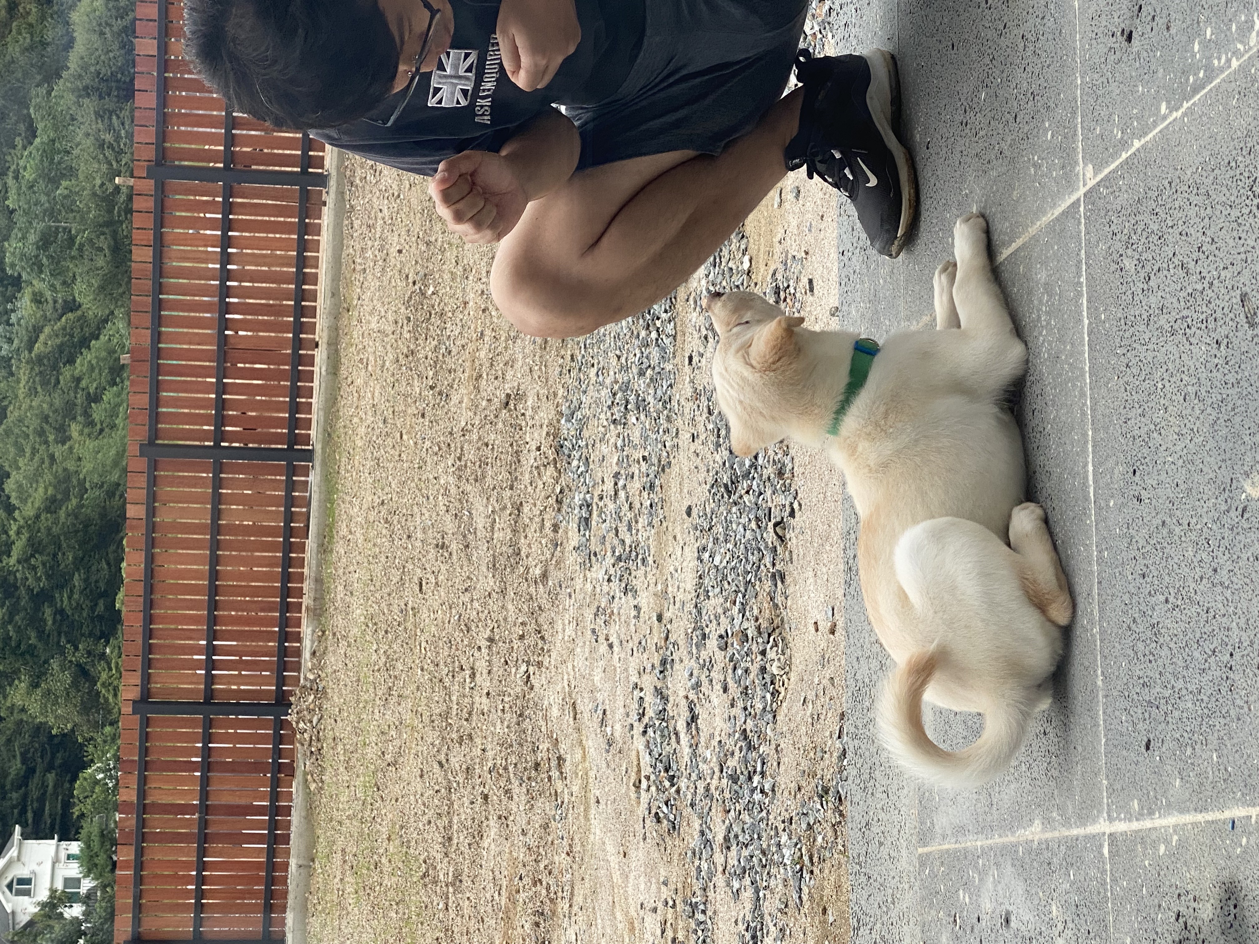 보리(시작이) 입양 한달됐네요