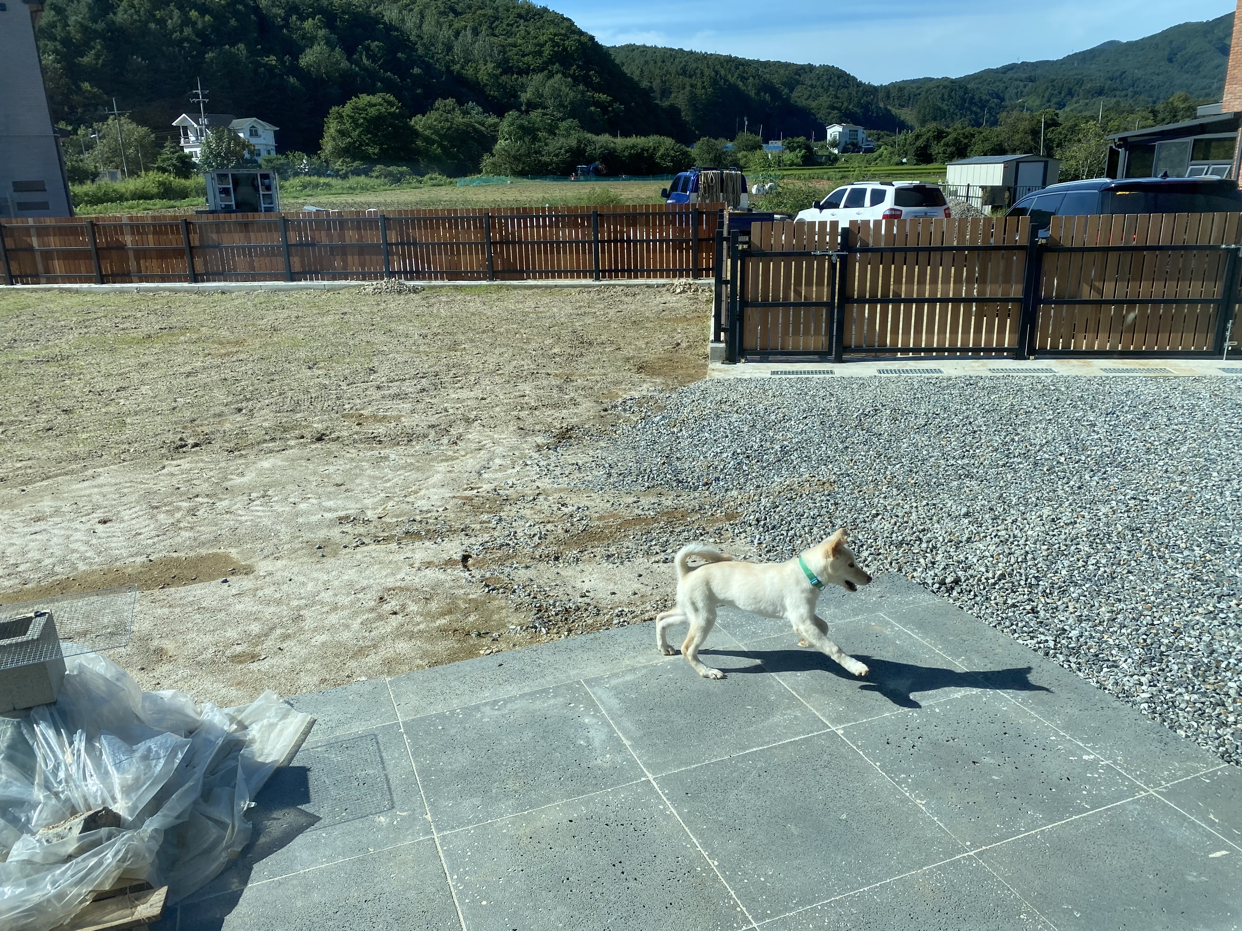 보리(시작이) 입양 한달됐네요