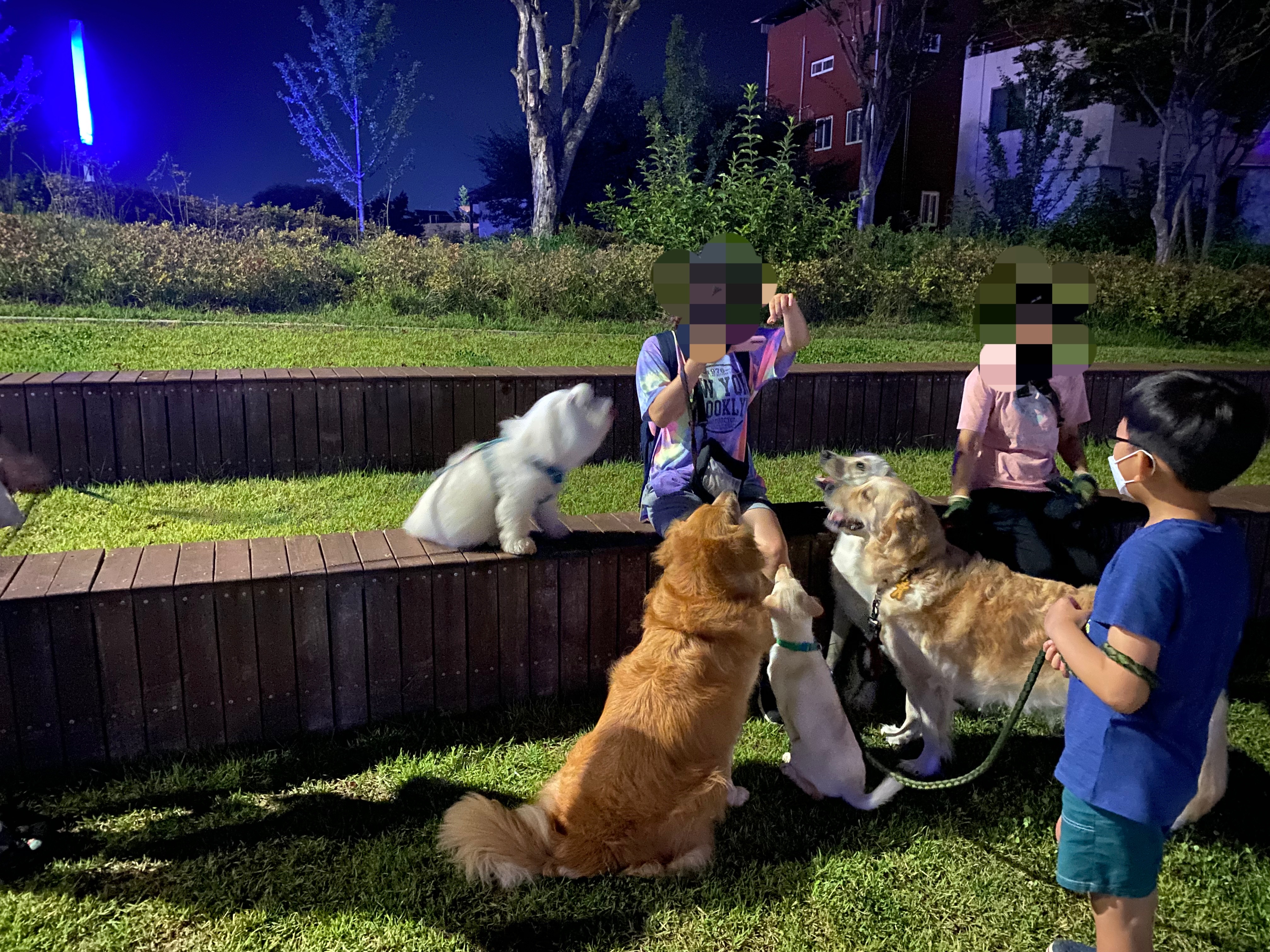 보리(시작이) 입양 한달됐네요