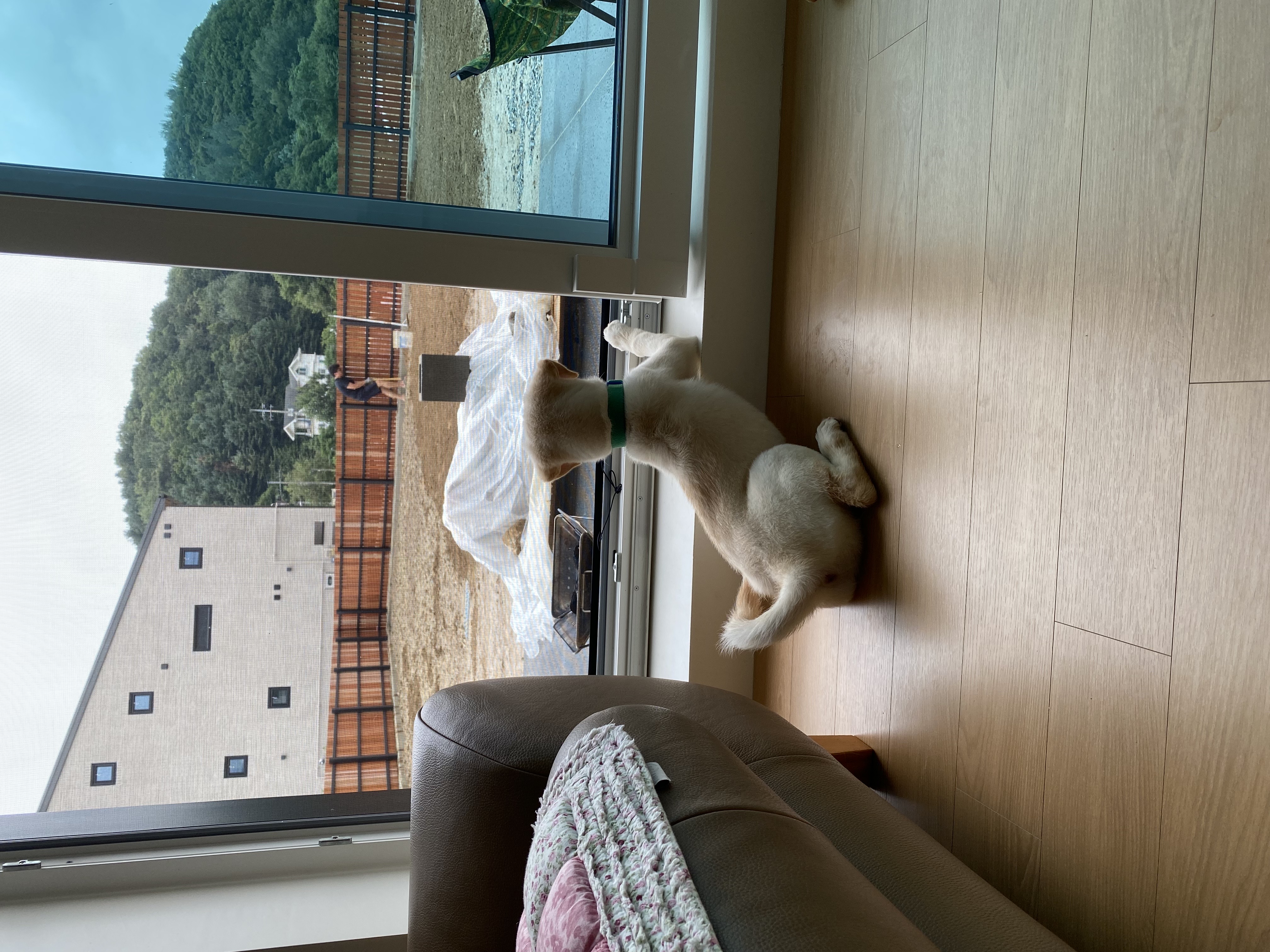 보리(시작이) 입양 한달됐네요