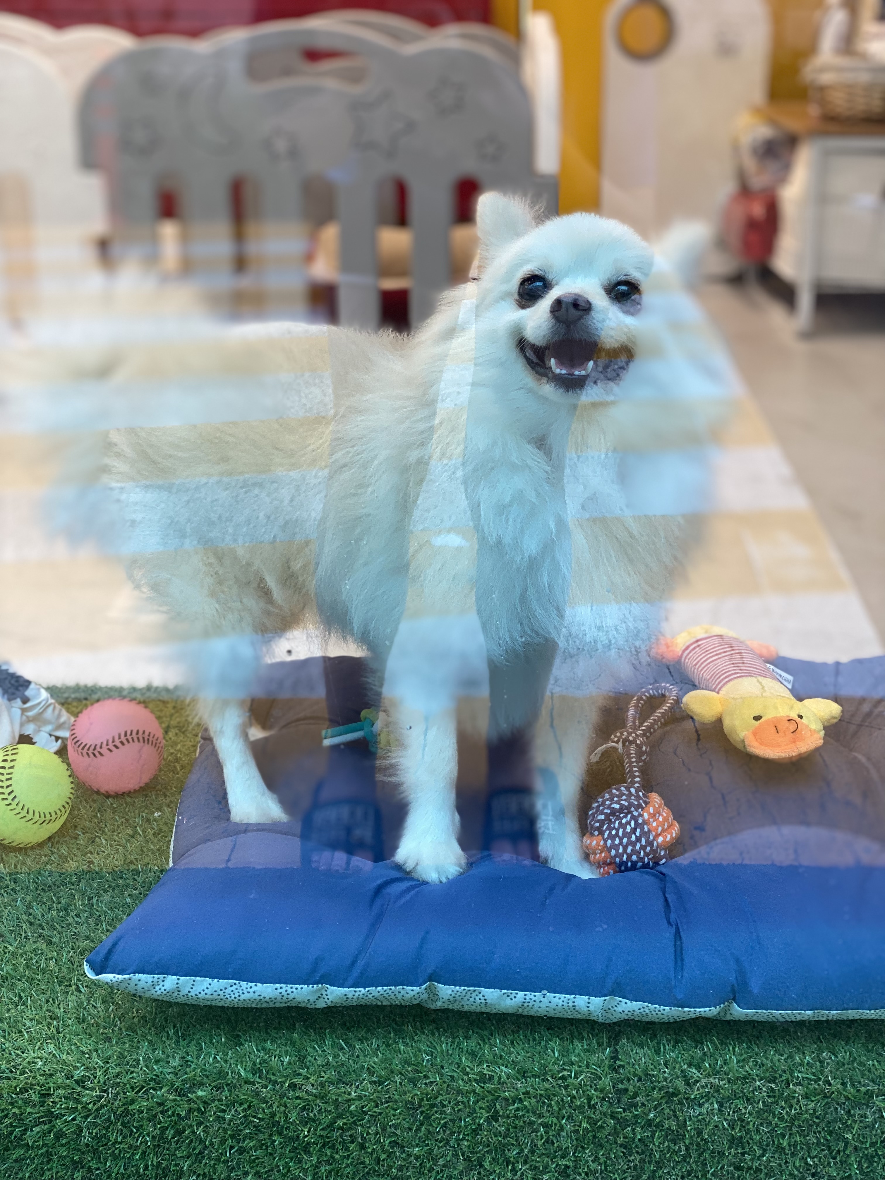 도비 입양 3개월됐습니다~