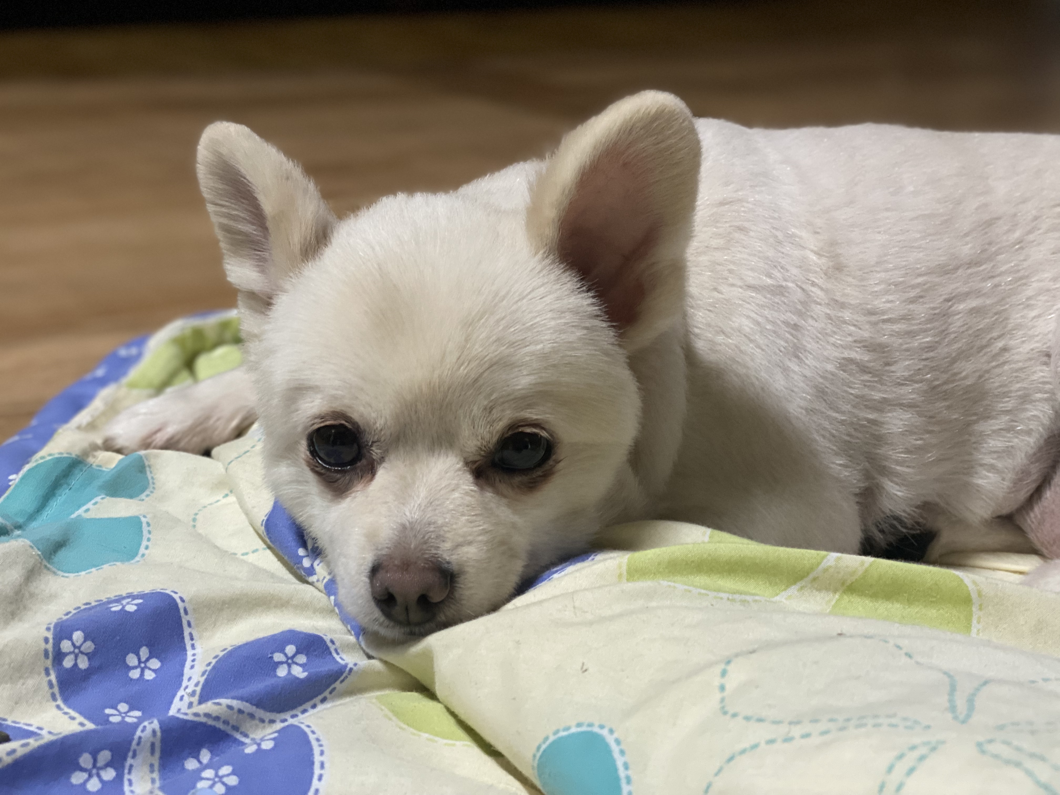 도비 입양 3개월됐습니다~