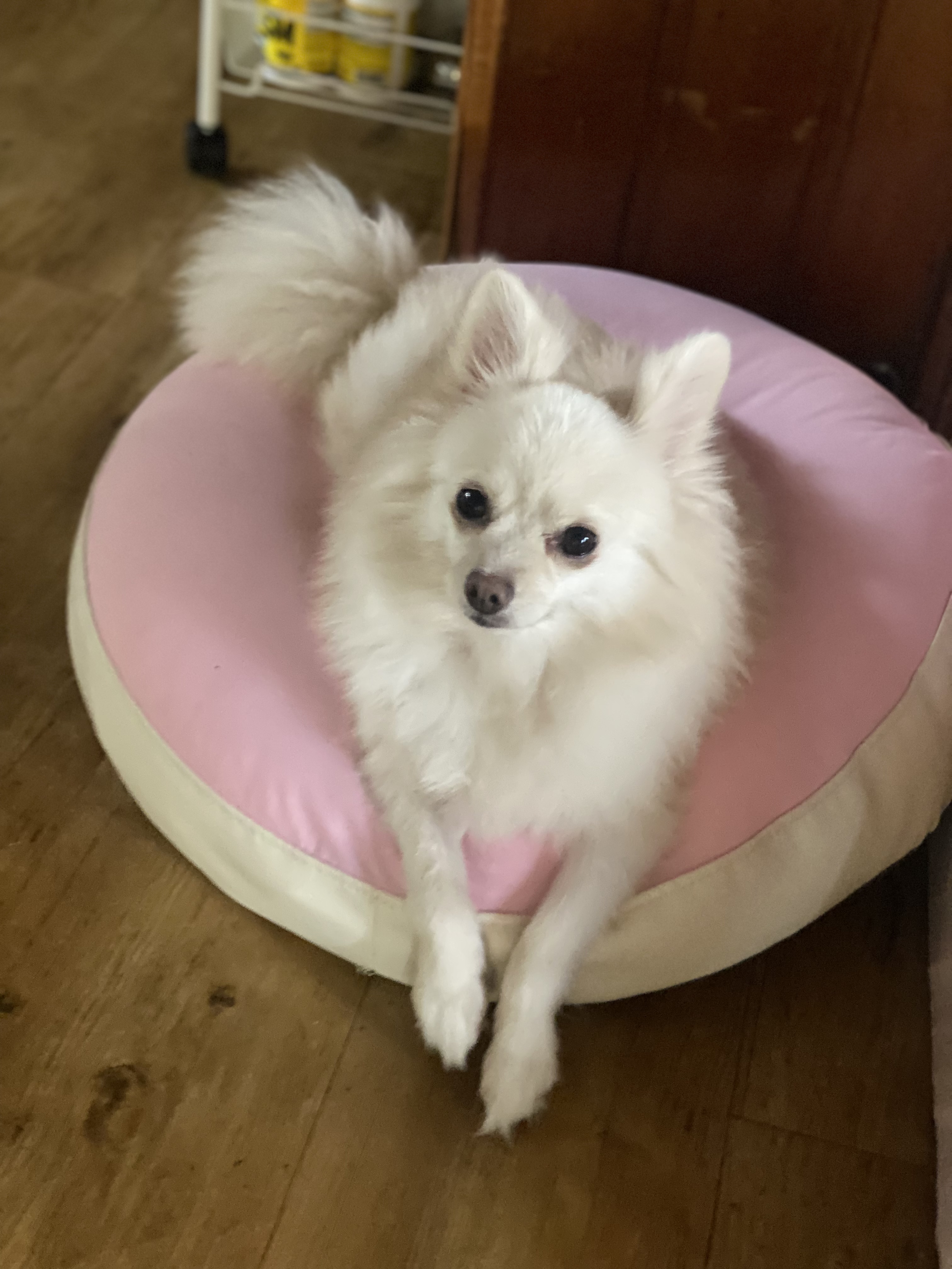 도비 입양 3개월됐습니다~