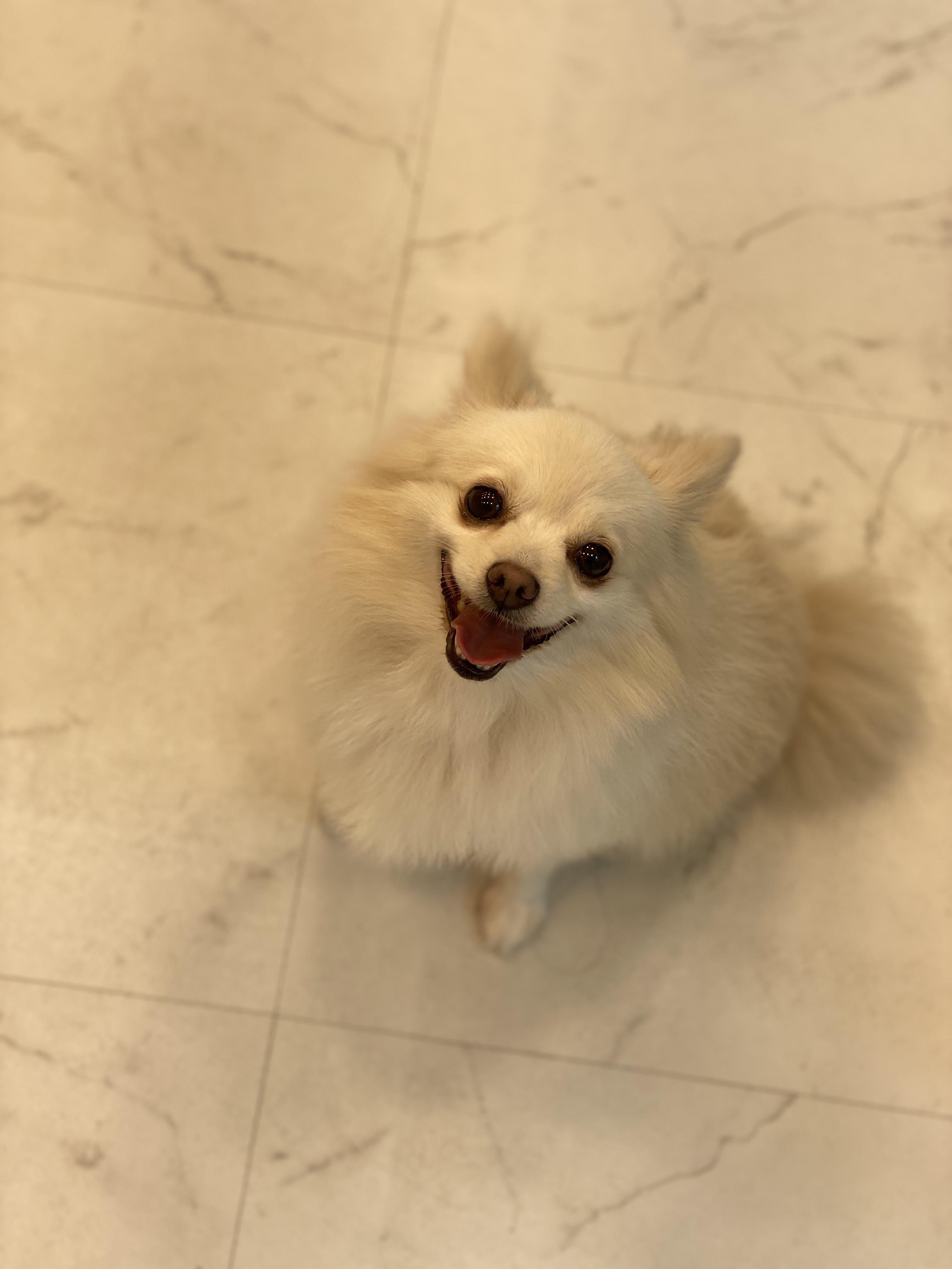 도비 입양 3개월됐습니다~