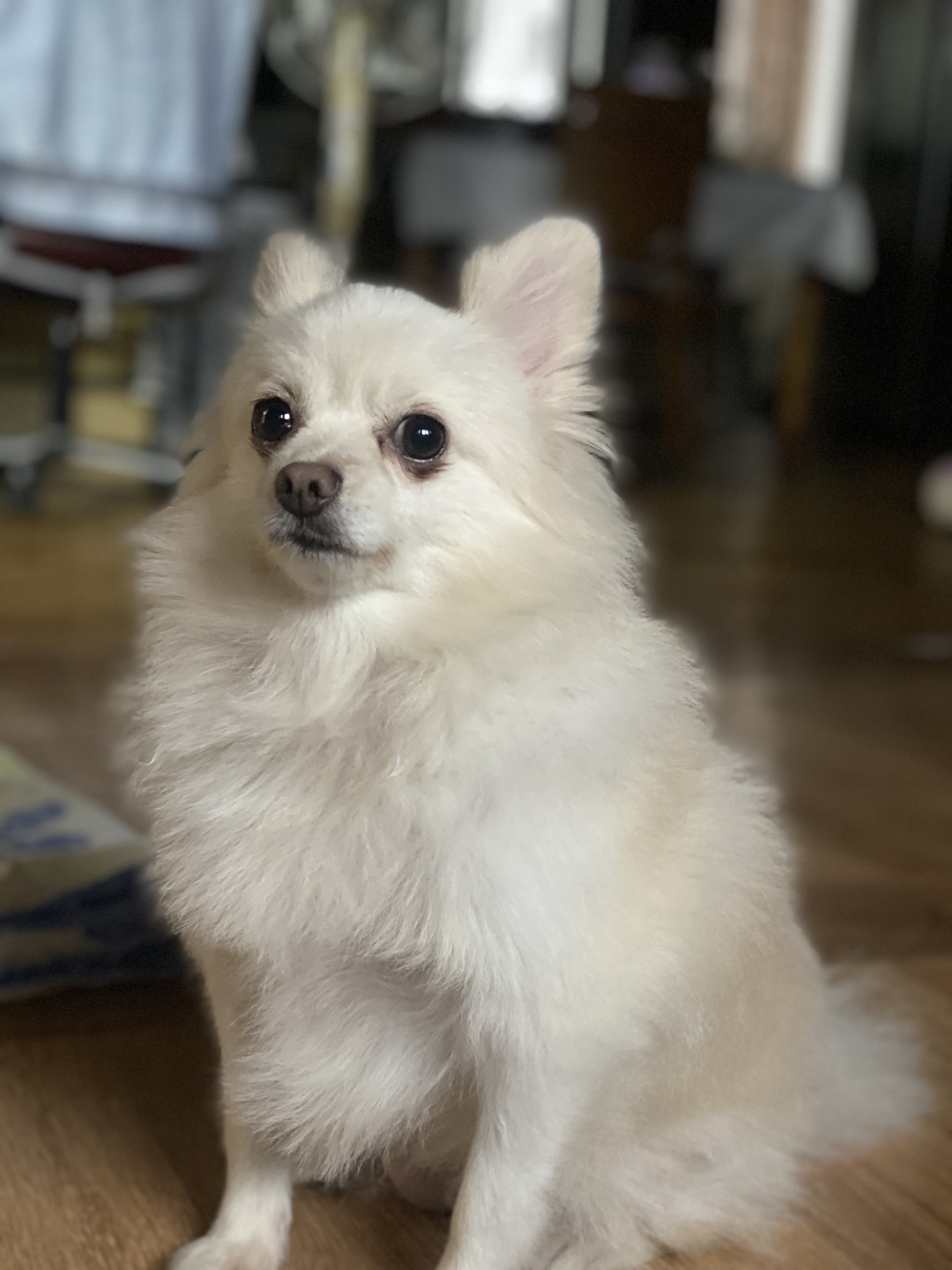 도비 입양 3개월됐습니다~