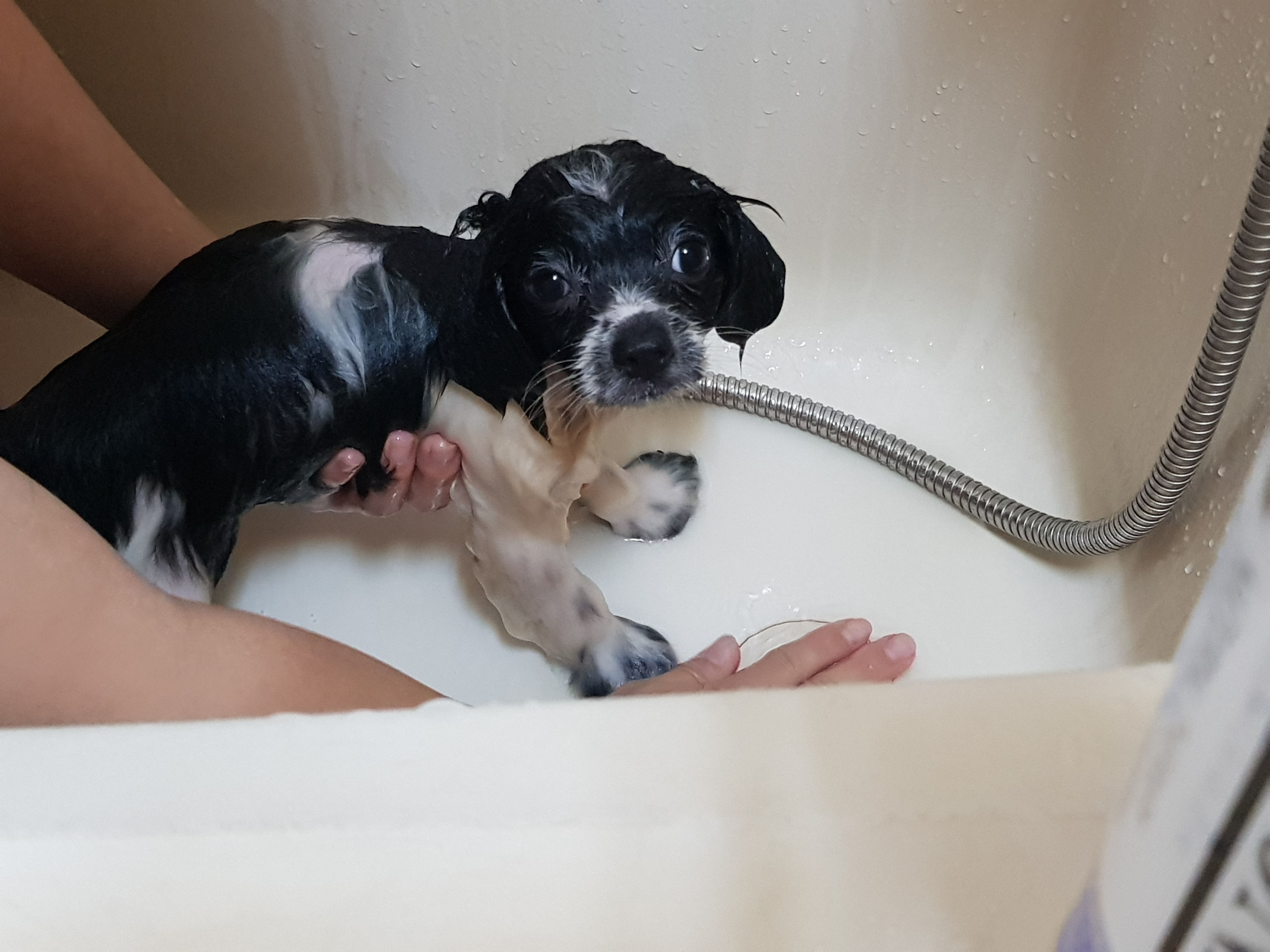 자이 입양 한달일기