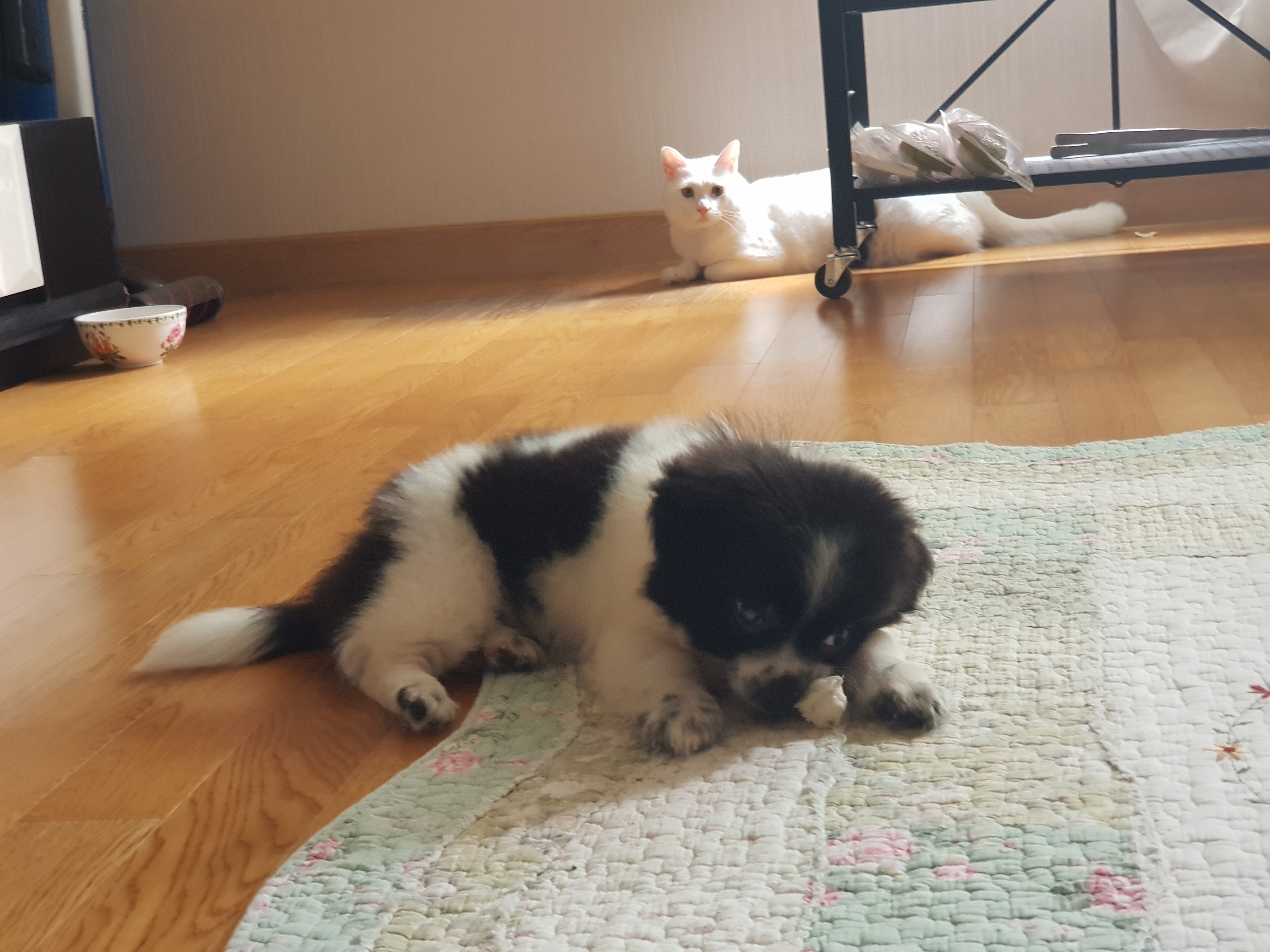 자이 입양 한달일기