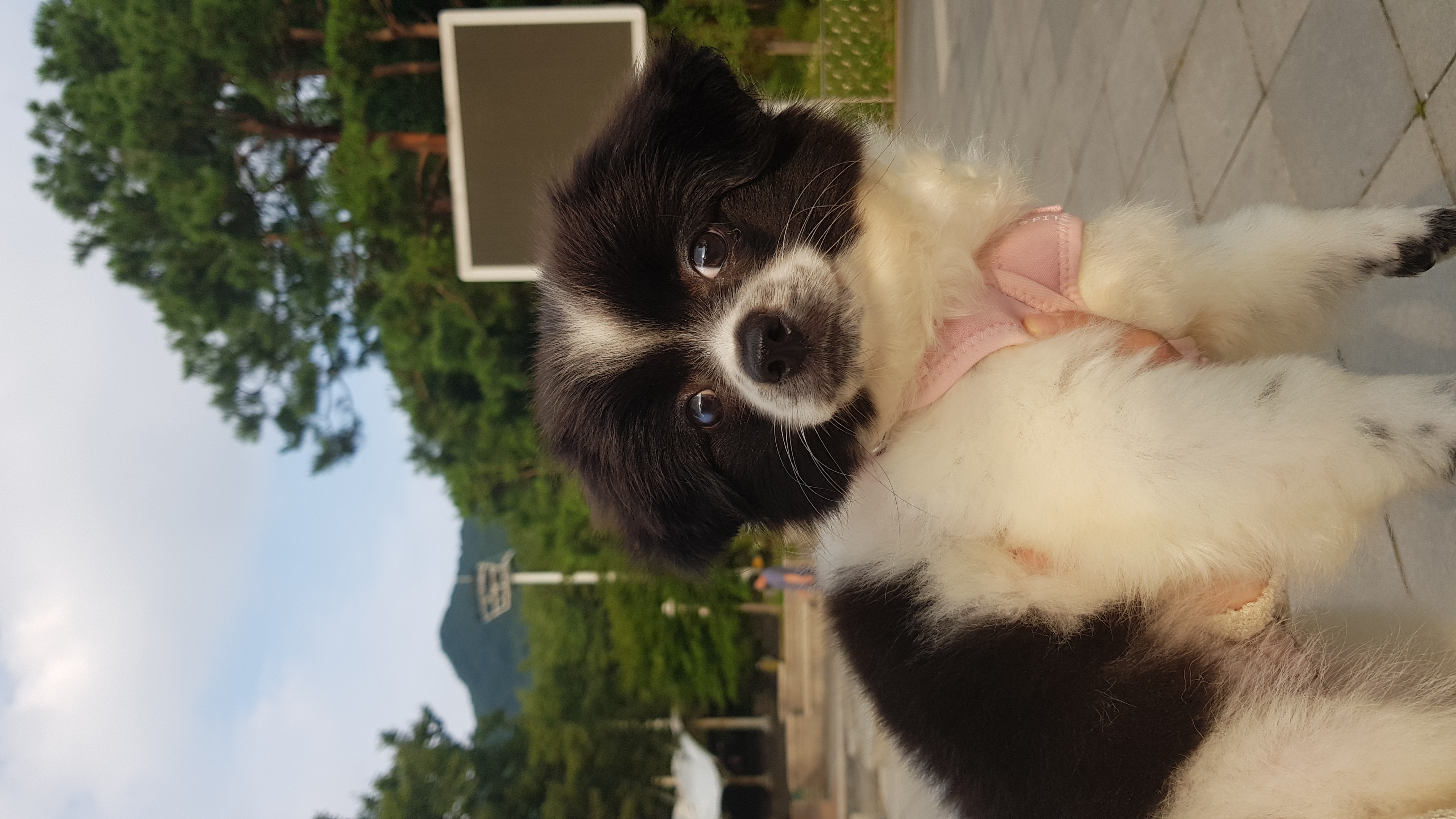 자이 입양 한달일기