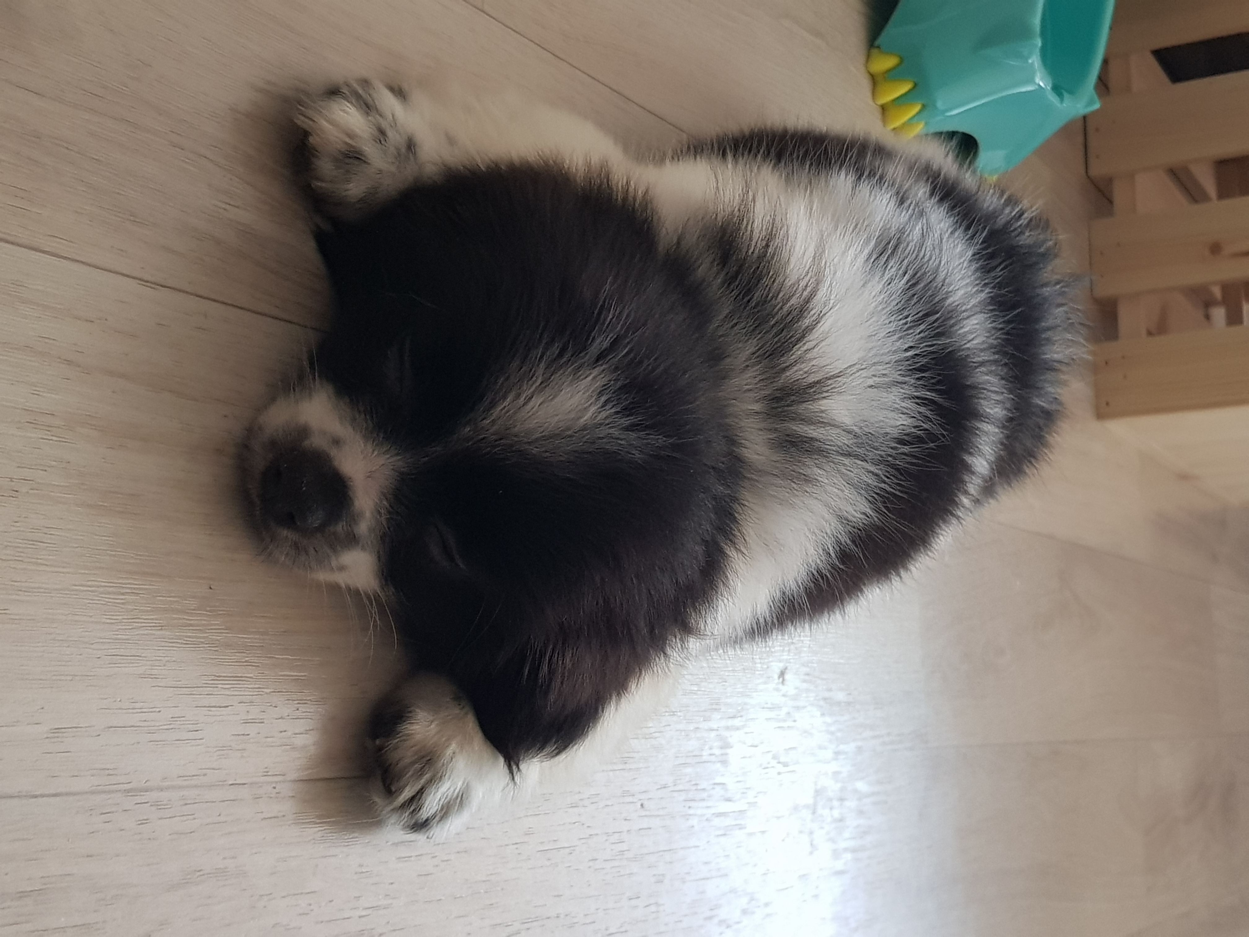 자이 입양 한달일기