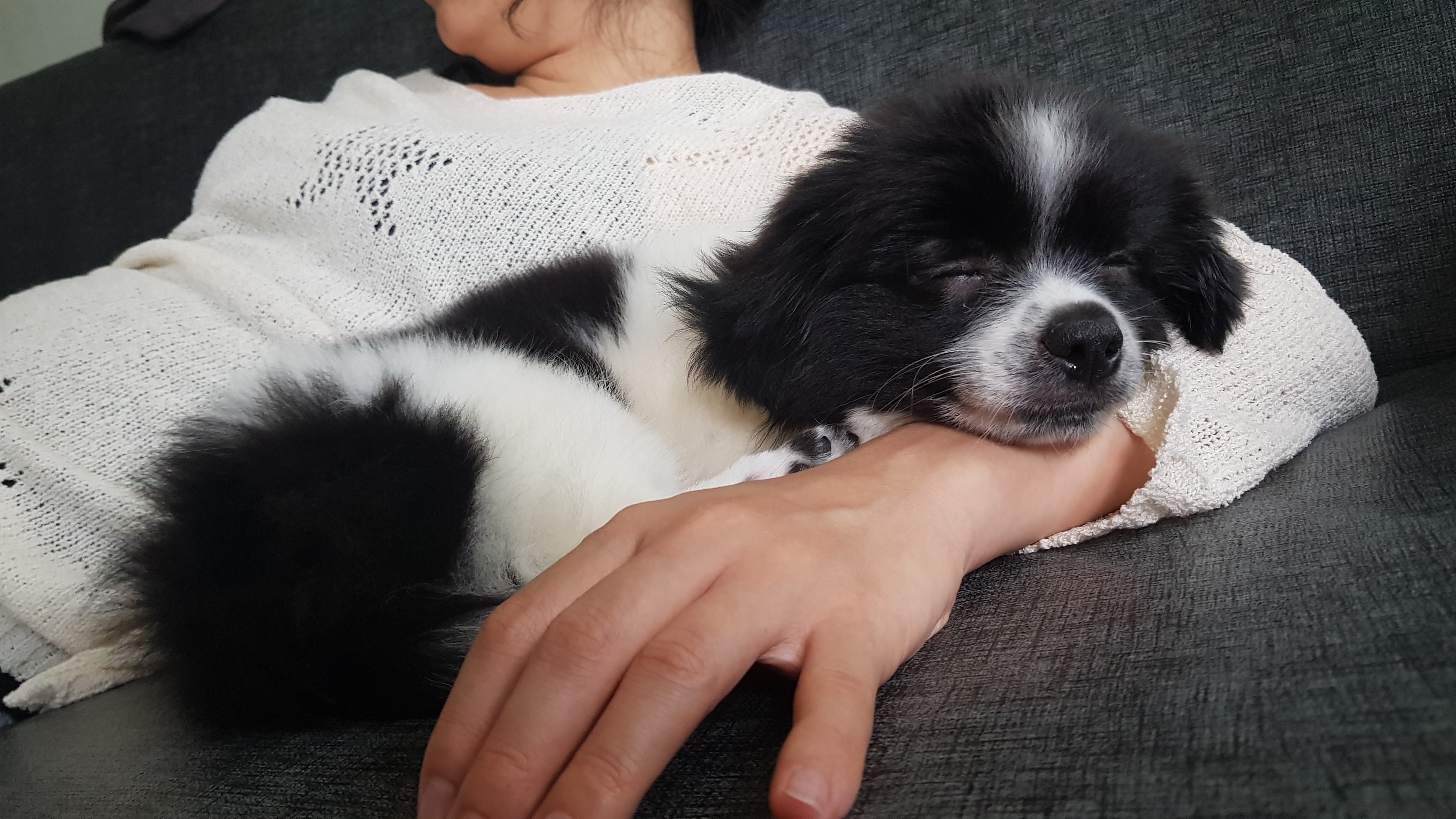 자이 입양 한달일기