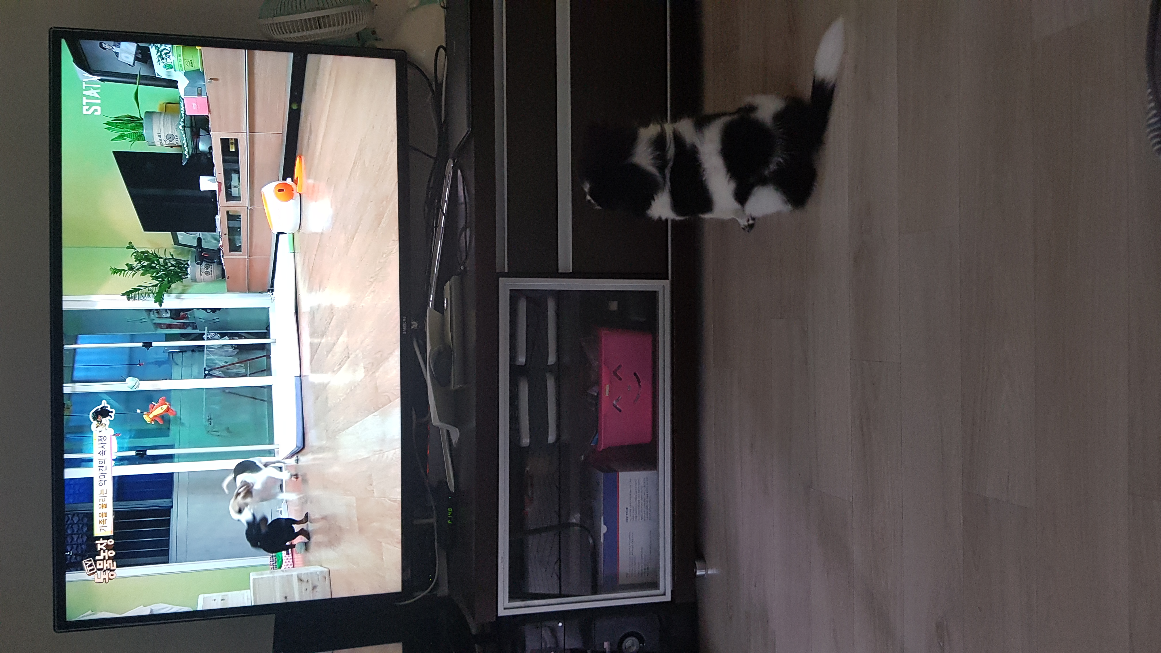 자이 입양 한달일기