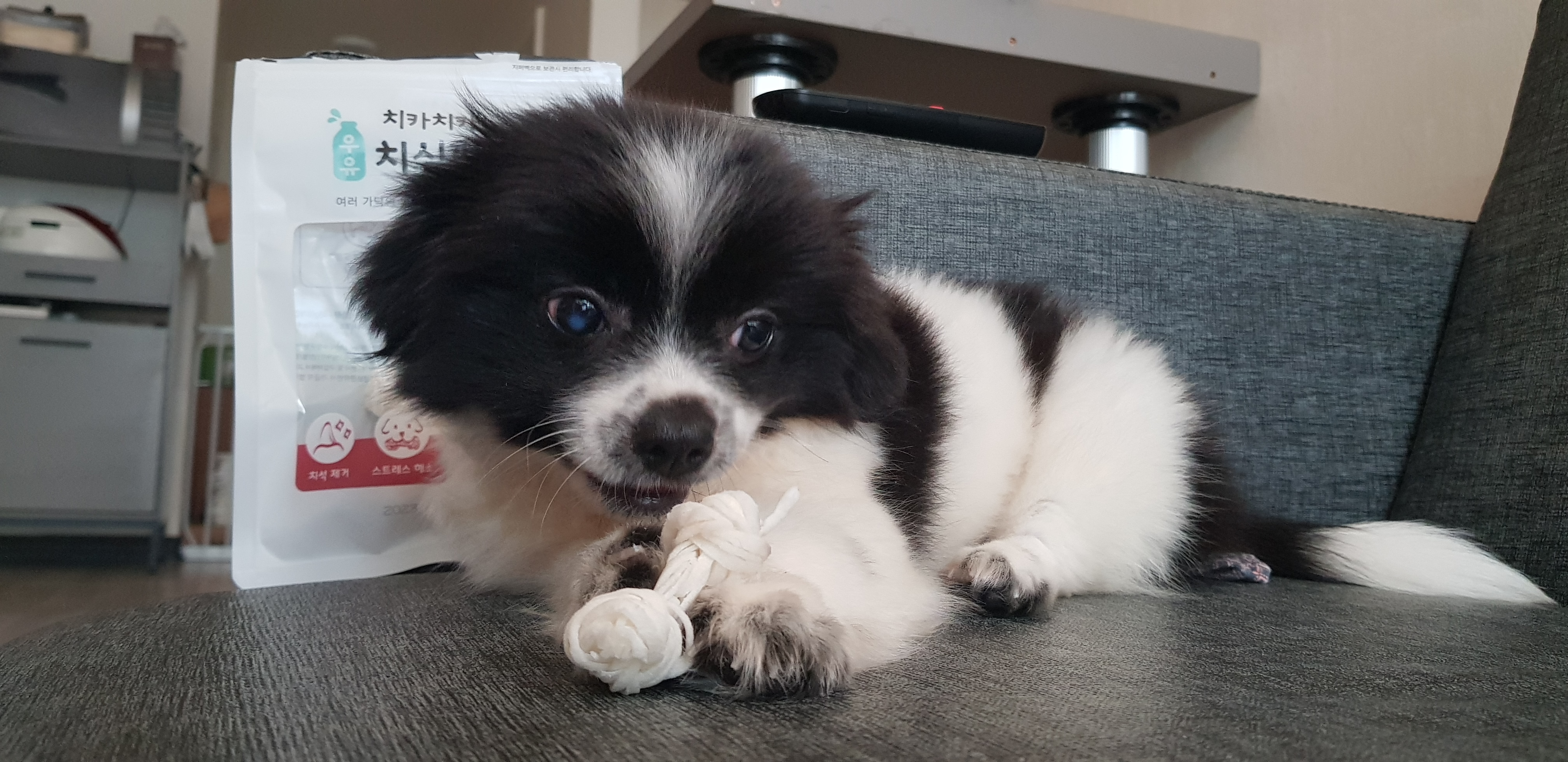 자이 입양 한달일기