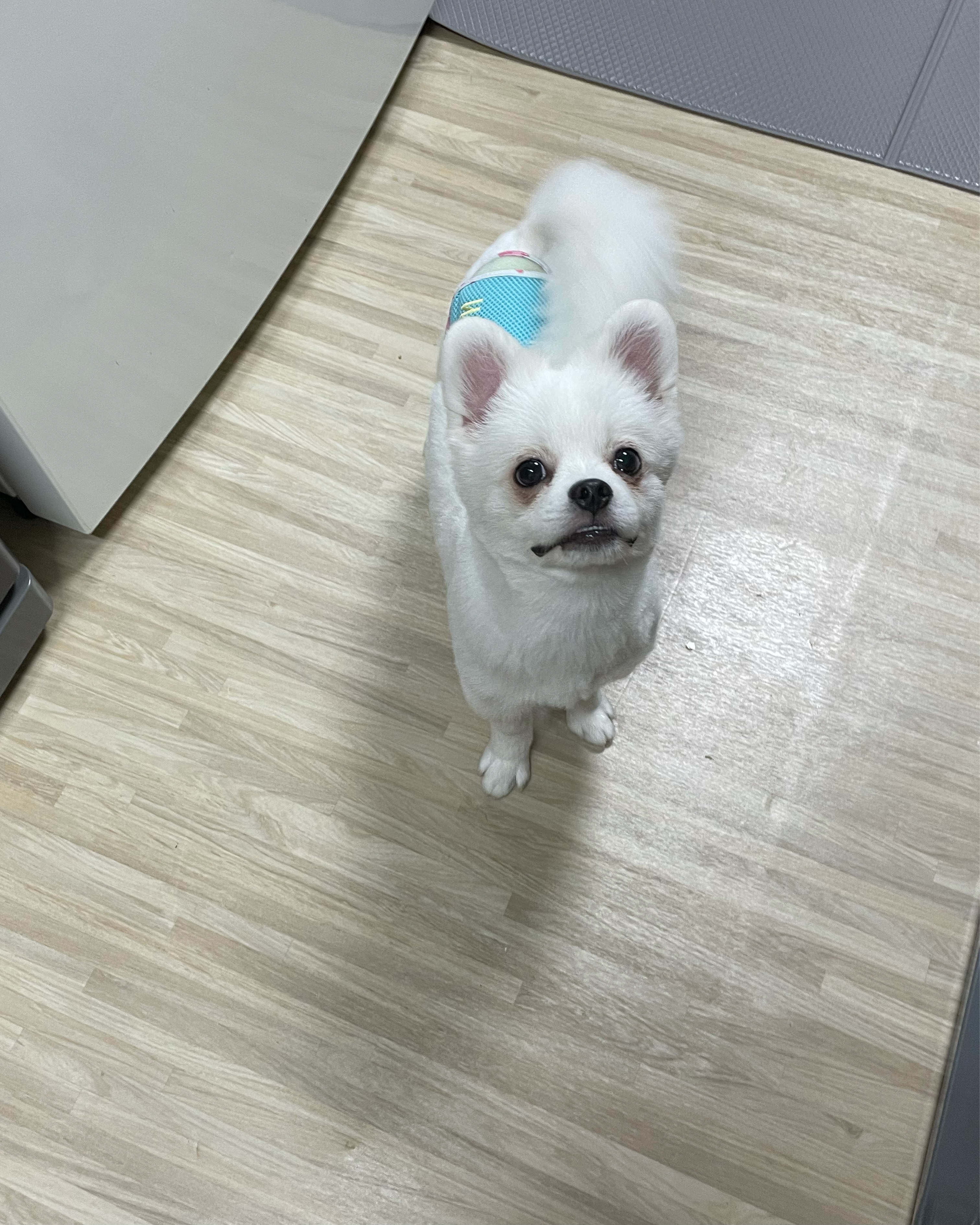 복댕이 입양 6개월이 지났어요~(곤지암 마사)