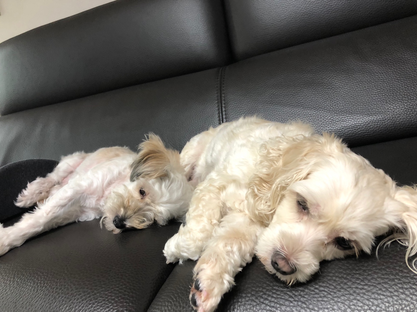 곰이..어느새 3개월