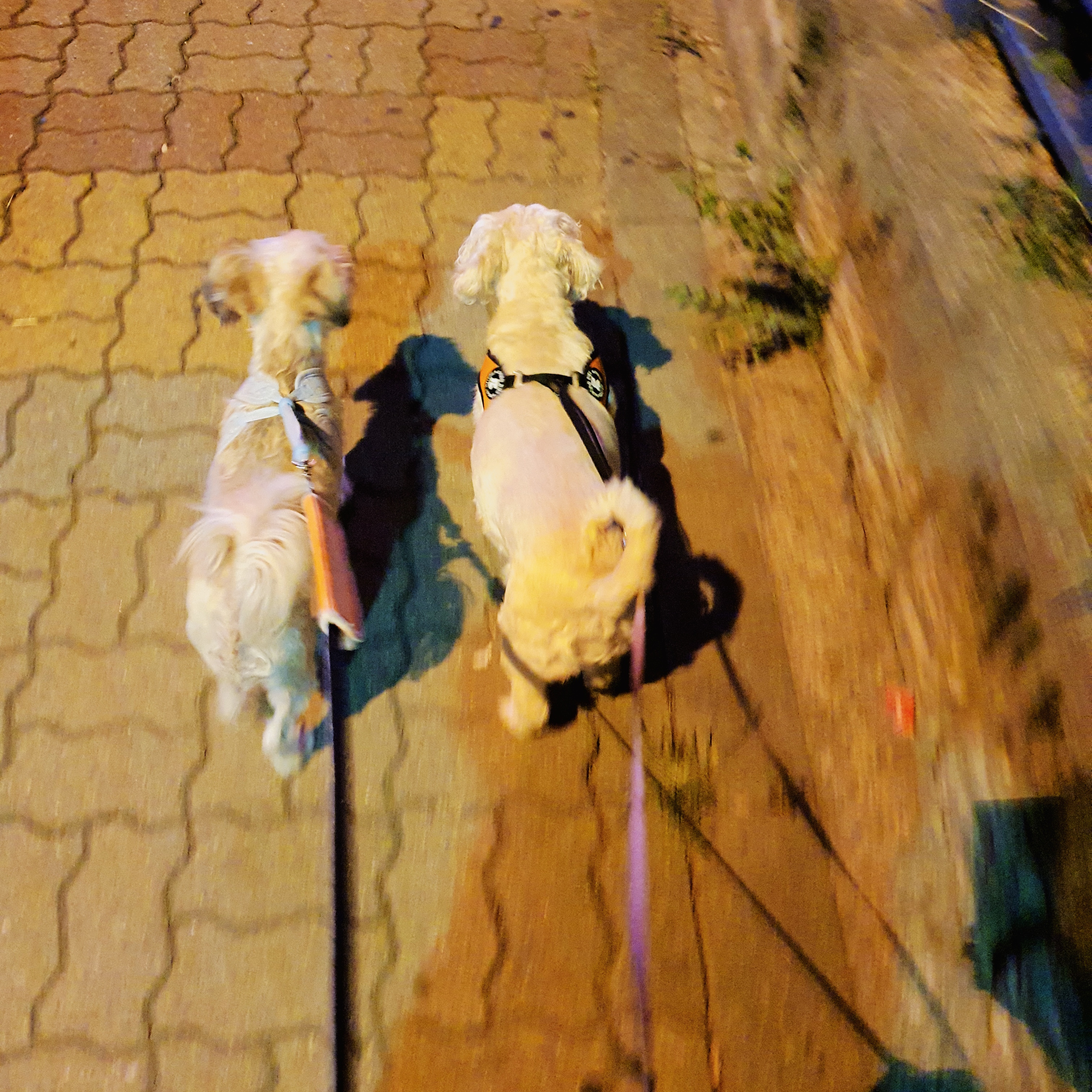 곰이..어느새 3개월