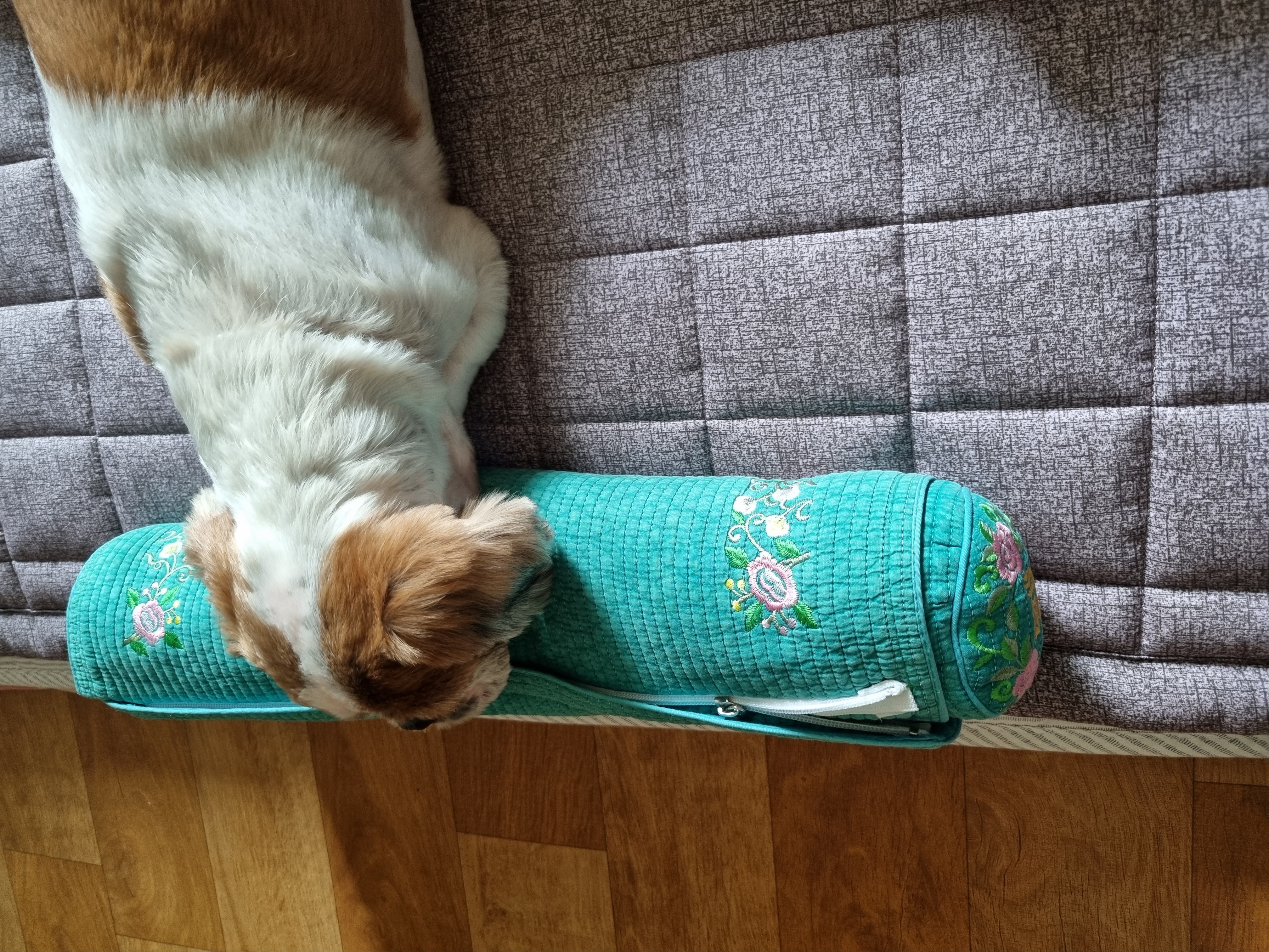 포동이의 유별난 잠자리