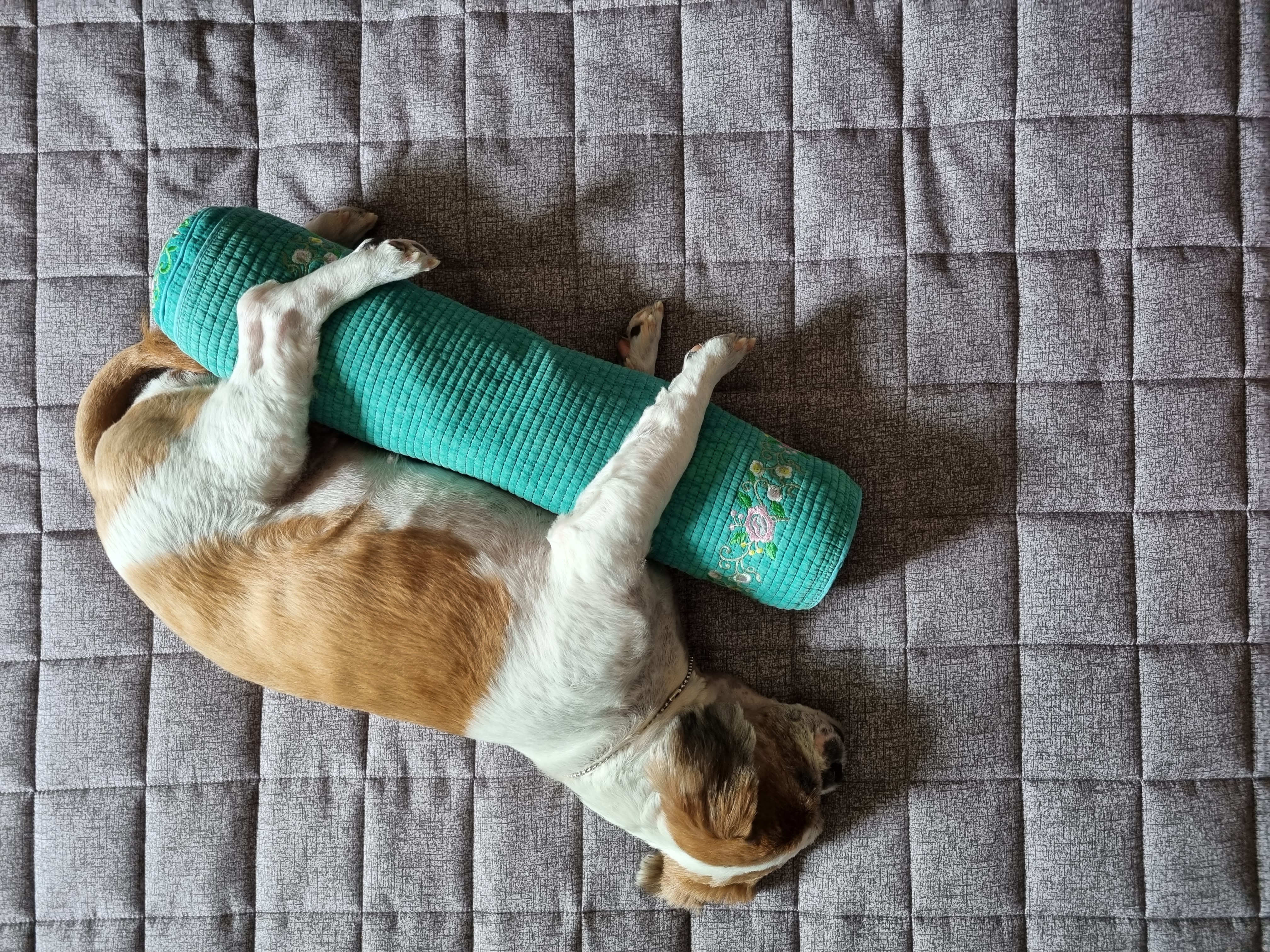 포동이의 유별난 잠자리