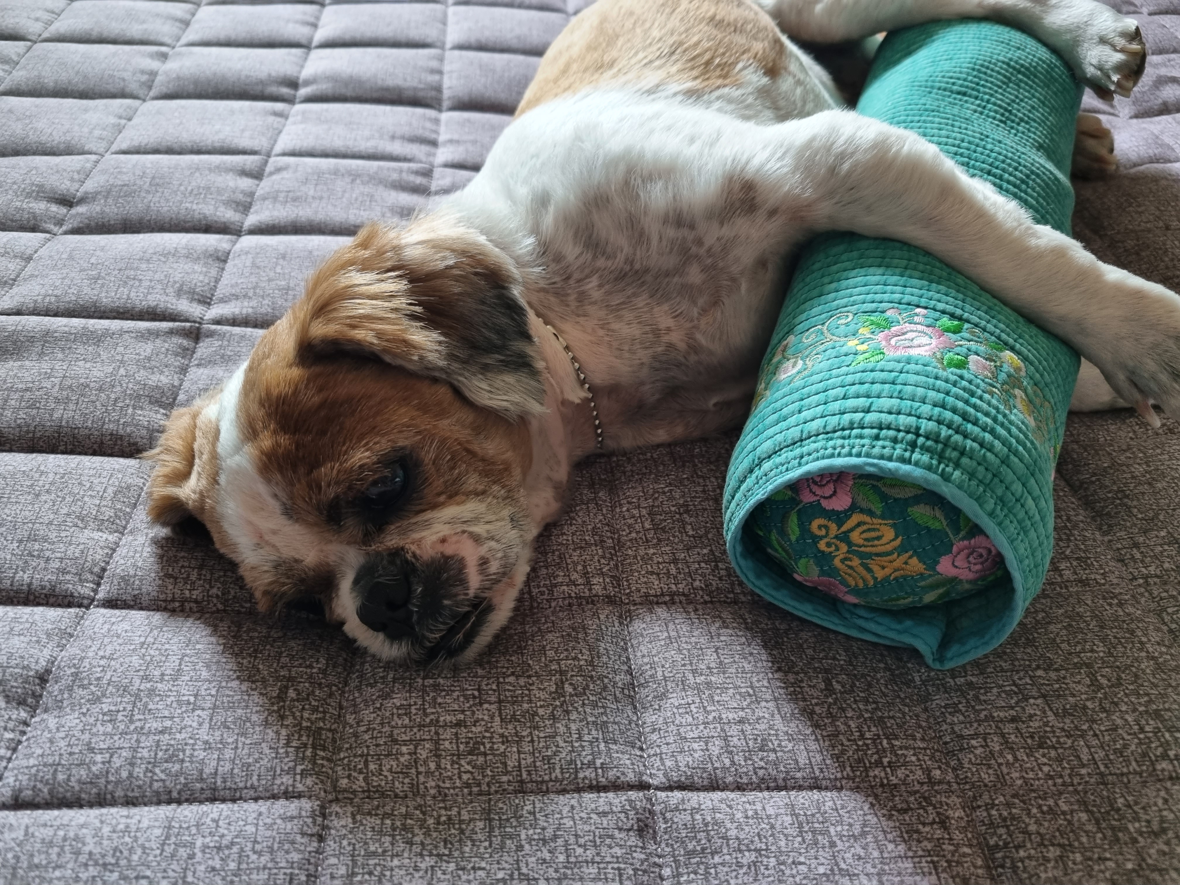 포동이의 유별난 잠자리