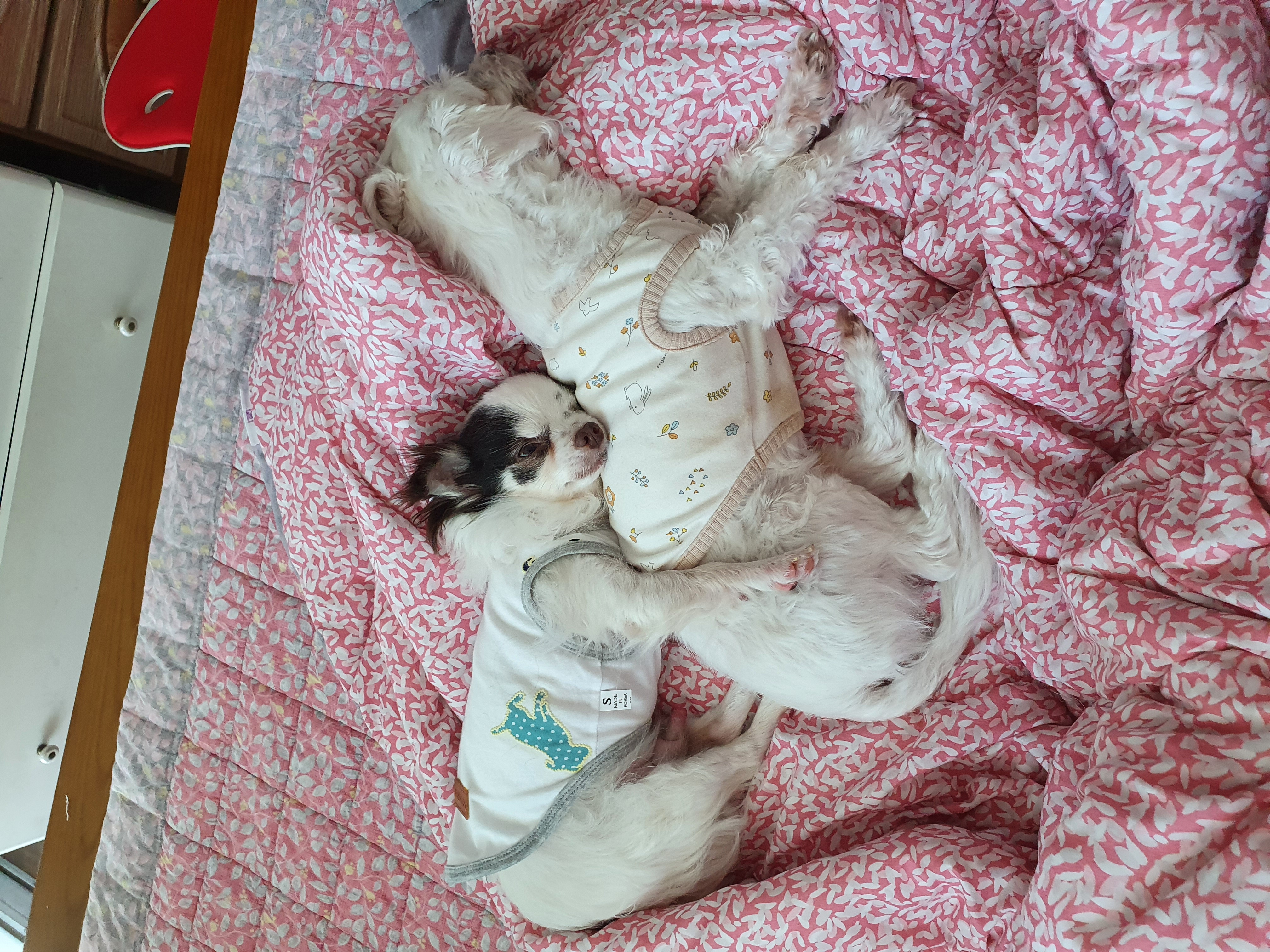 곤지암 산이(히치) 입양 후 이야기