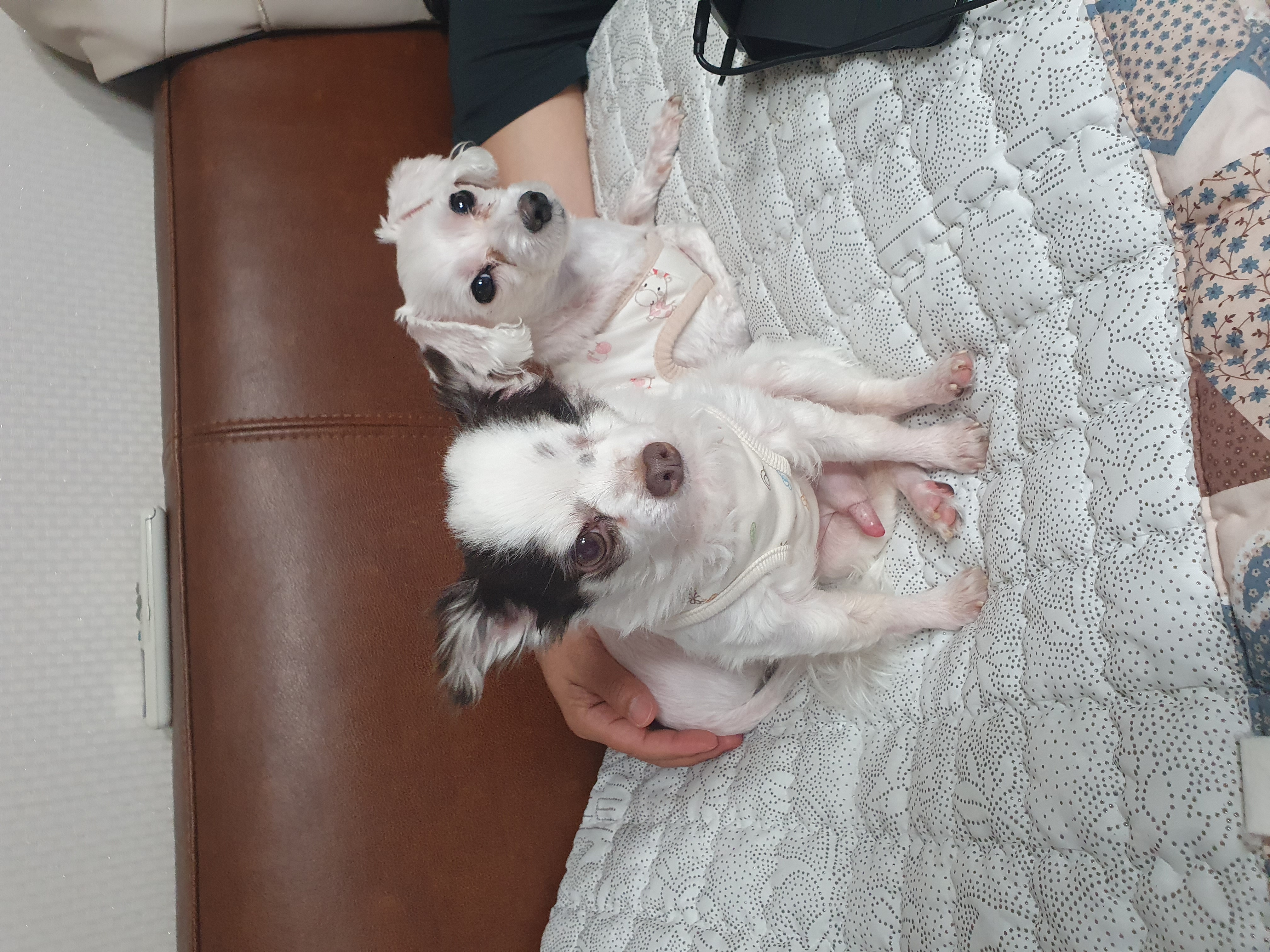 곤지암 산이(히치) 입양 후 이야기