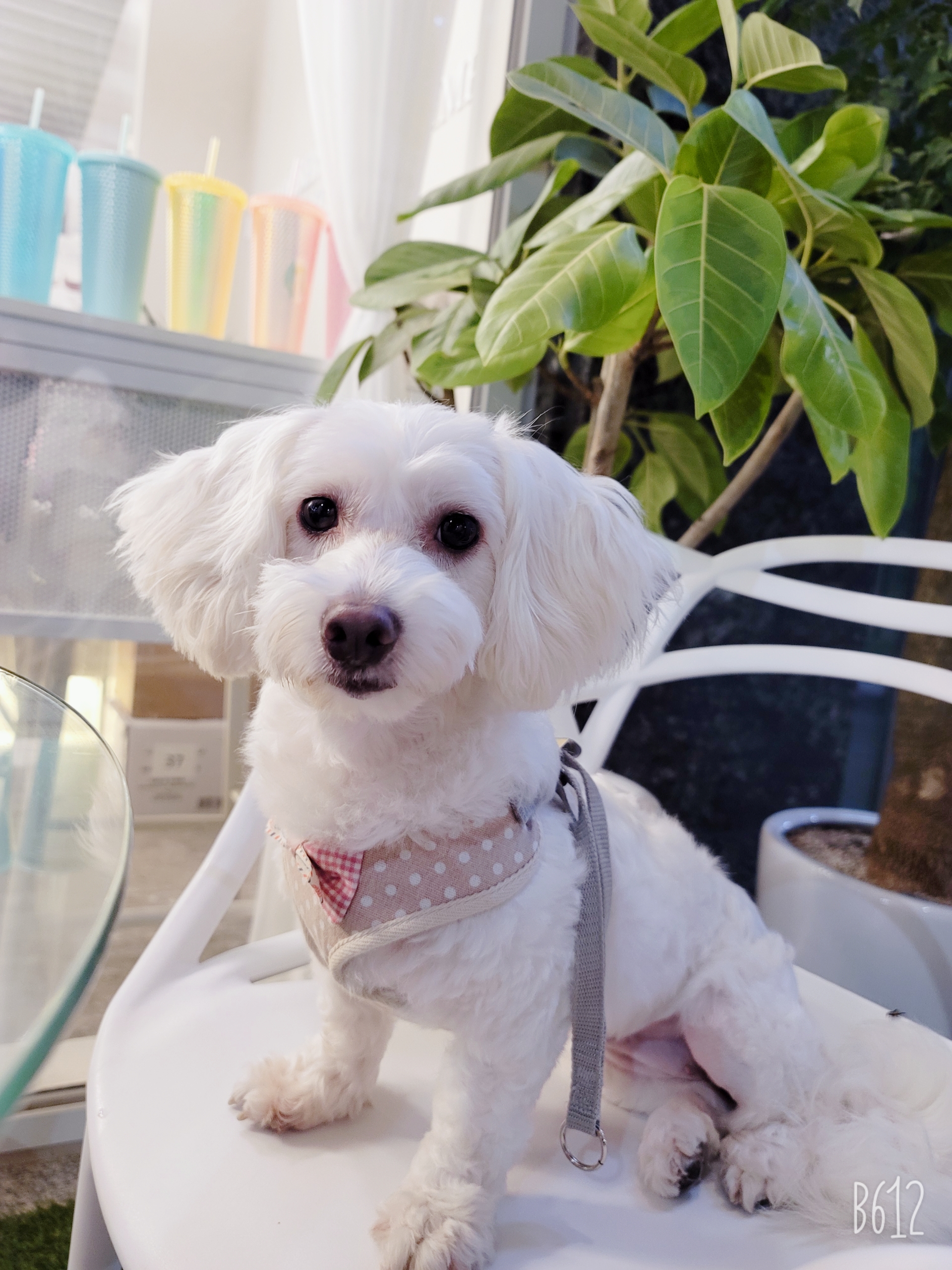 엘사 3개월차 후기