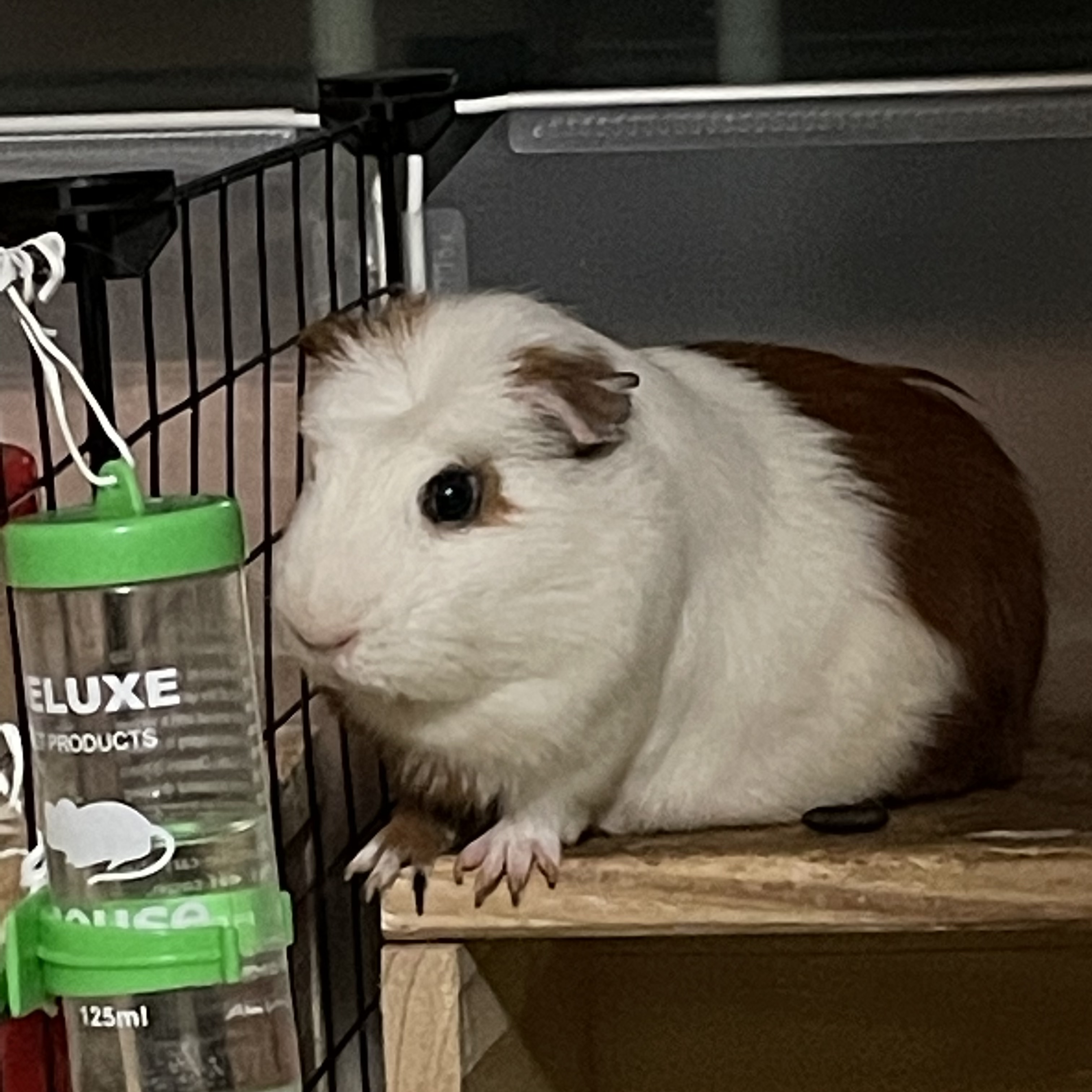 모카(홧팅이) 라떼(내라) 입양 1년