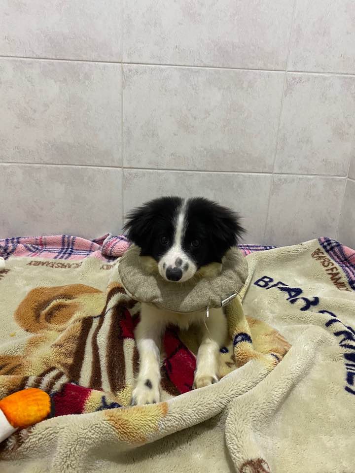 양주에서 온 라이카 입양 후 이야기 입니다~!