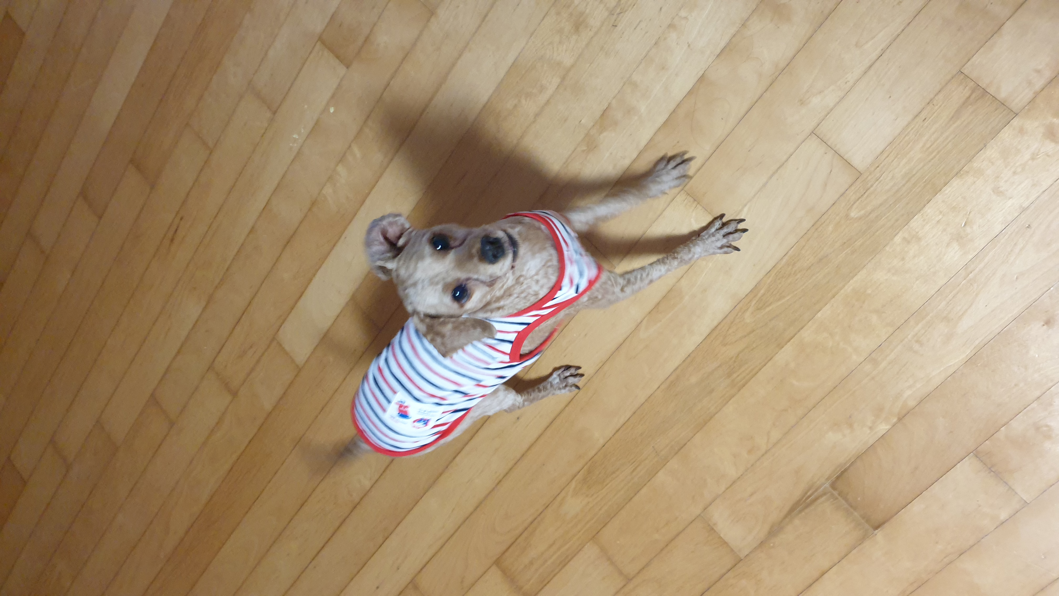 사랑이(춘배) 입양후기입니다