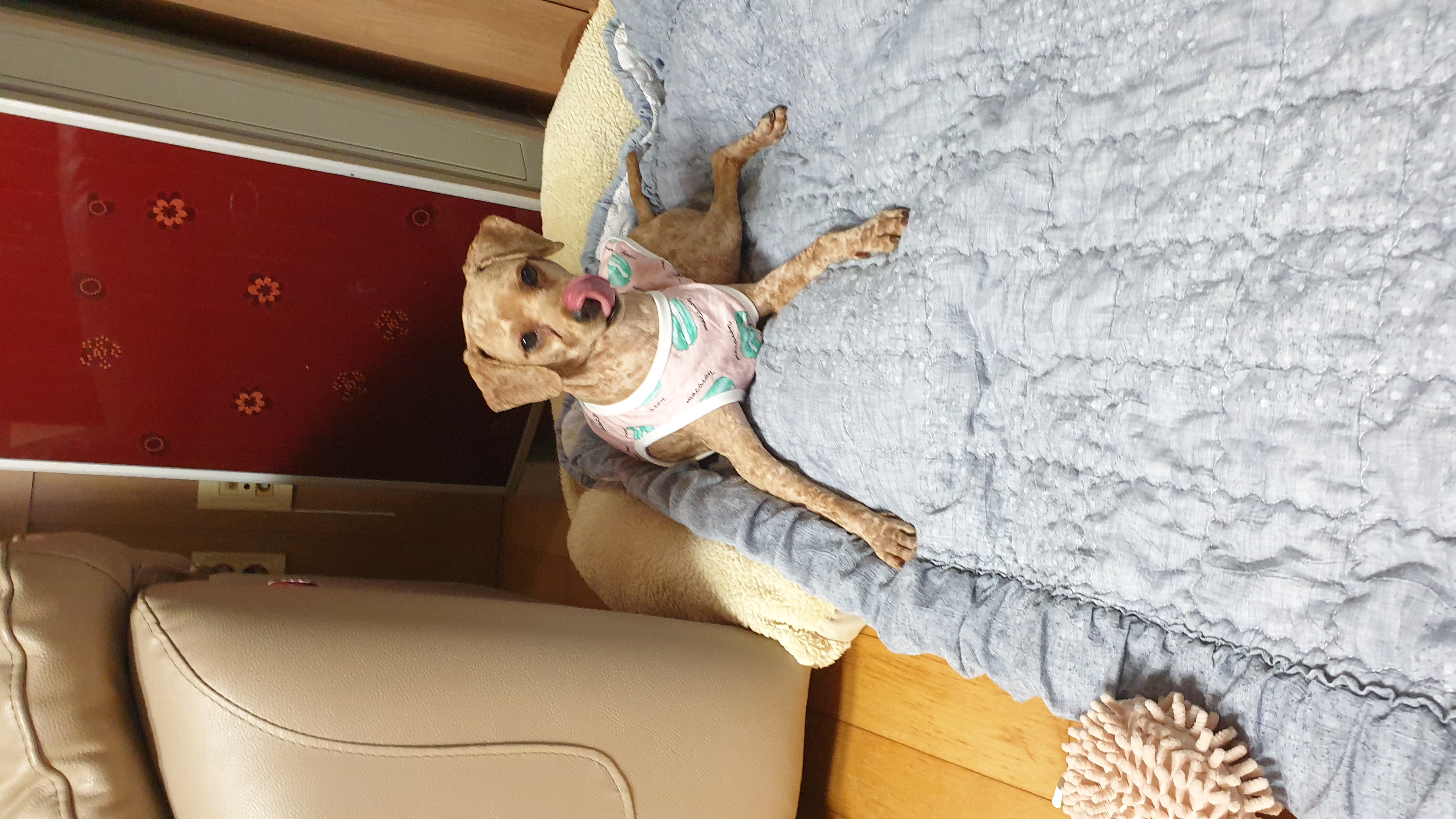 사랑이(춘배) 입양후기입니다