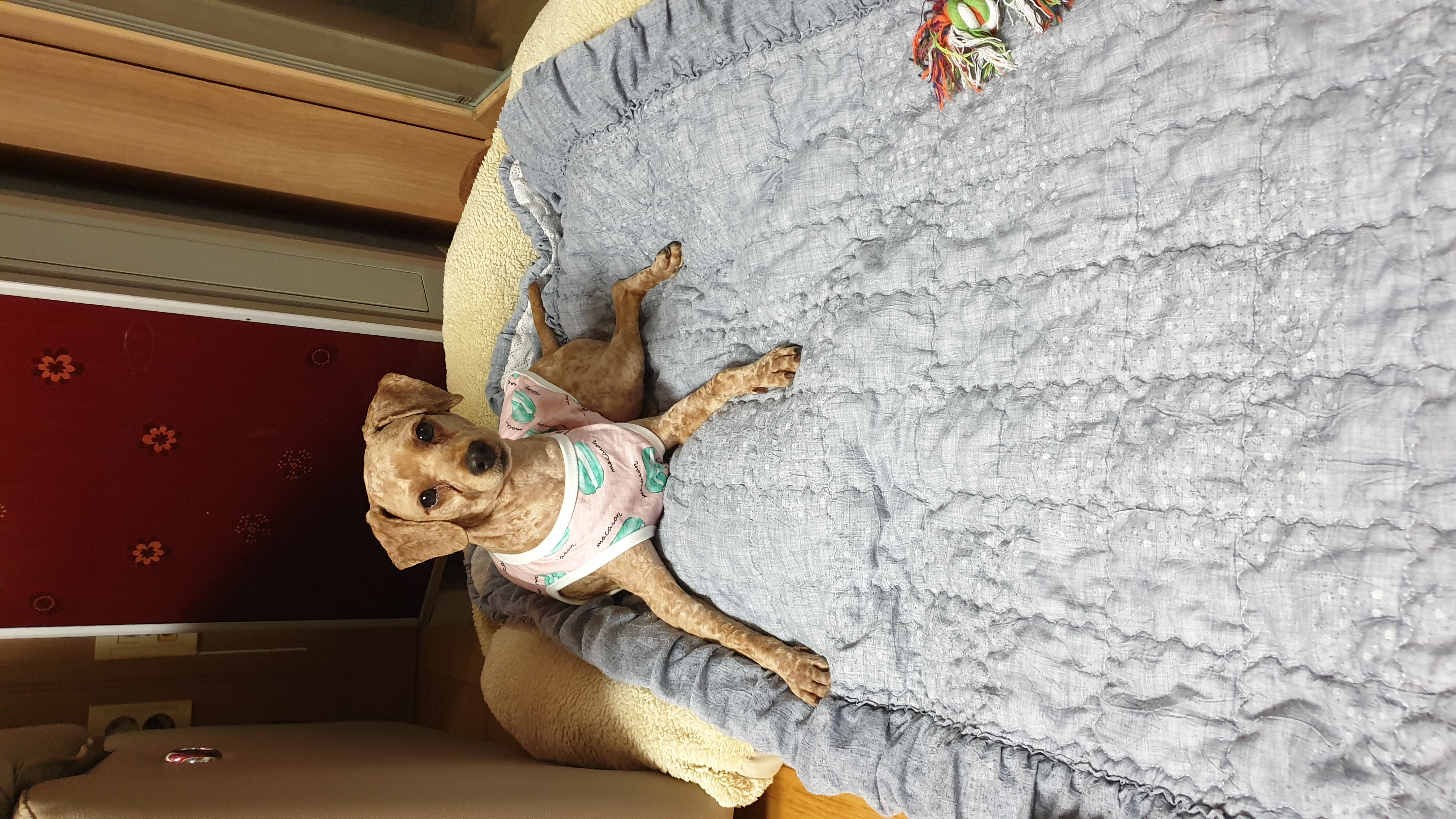 사랑이(춘배) 입양후기입니다