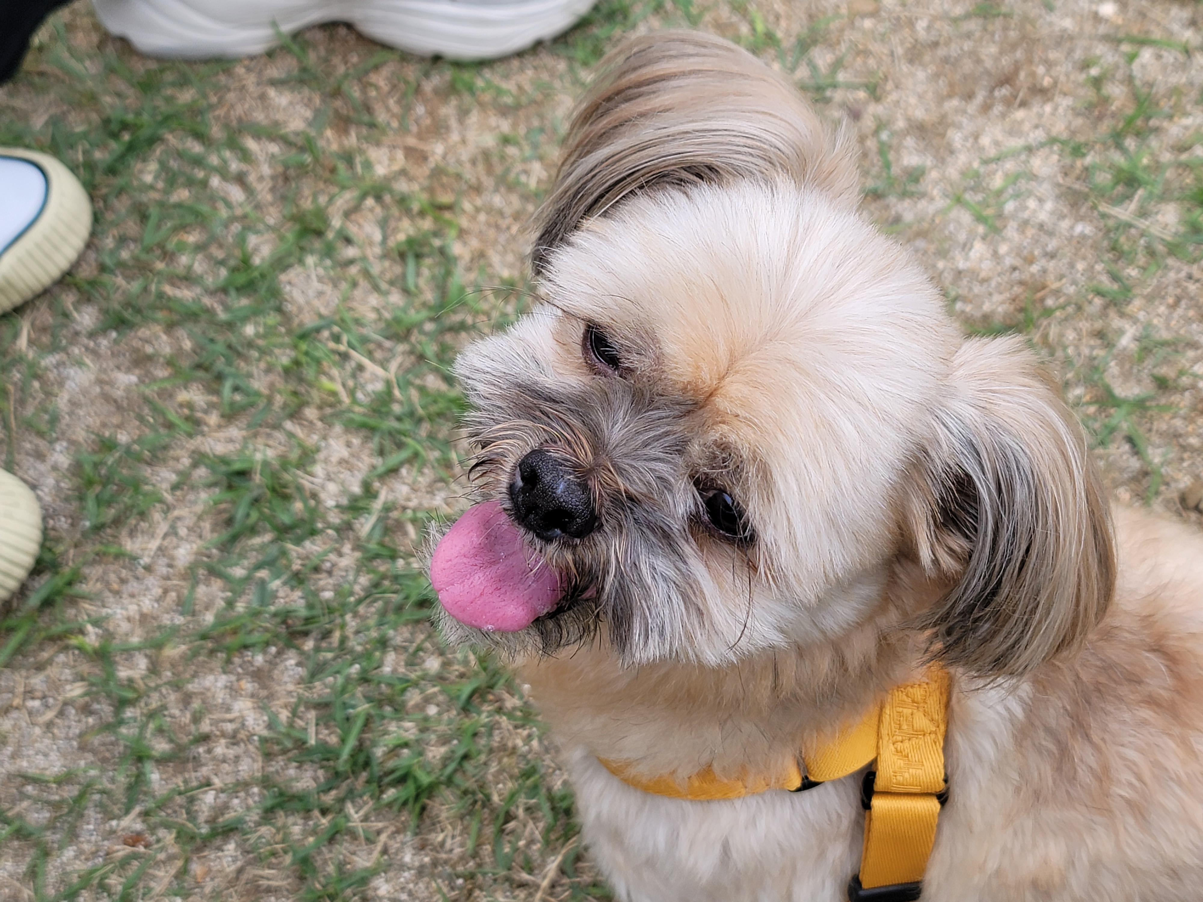 깐돌이 입양 1년후 후기