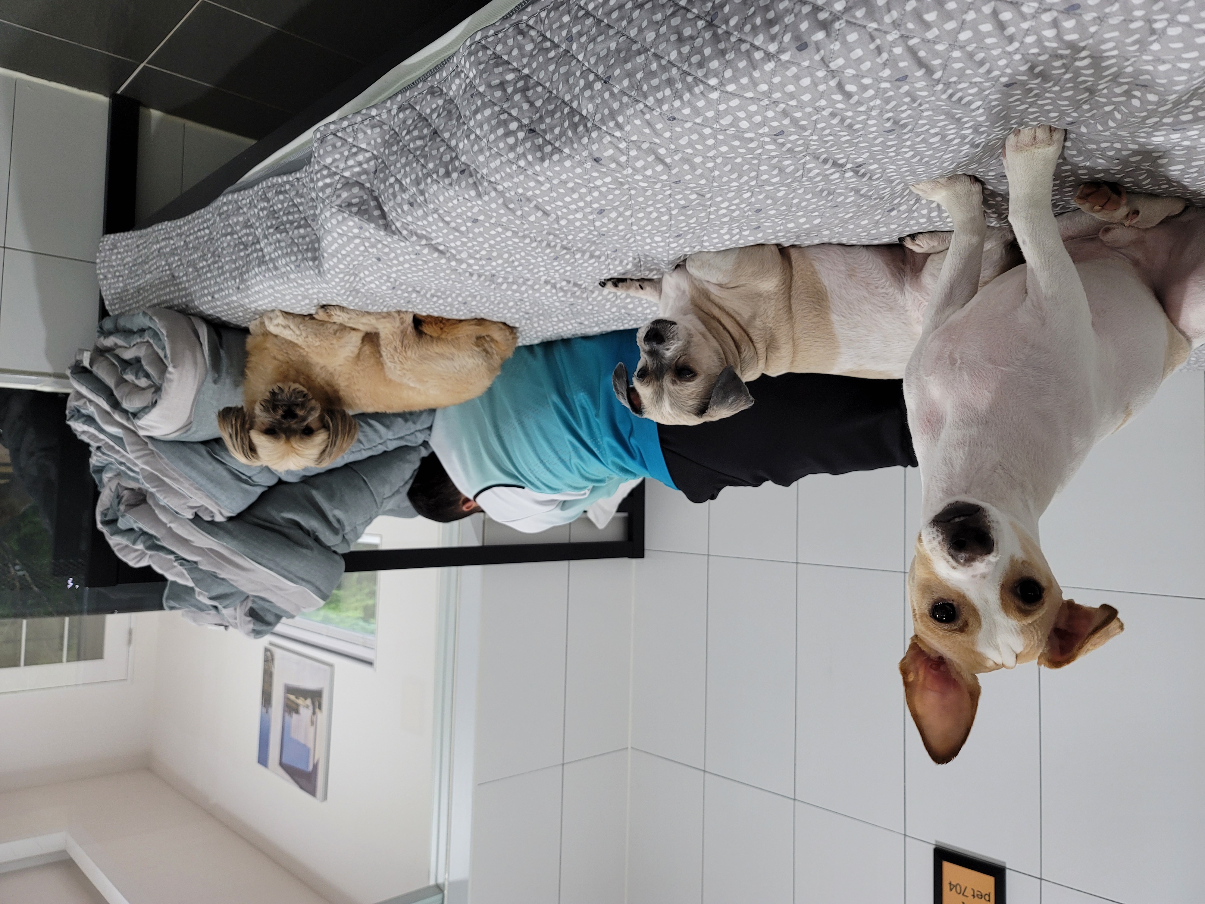 깐돌이 입양 1년후 후기