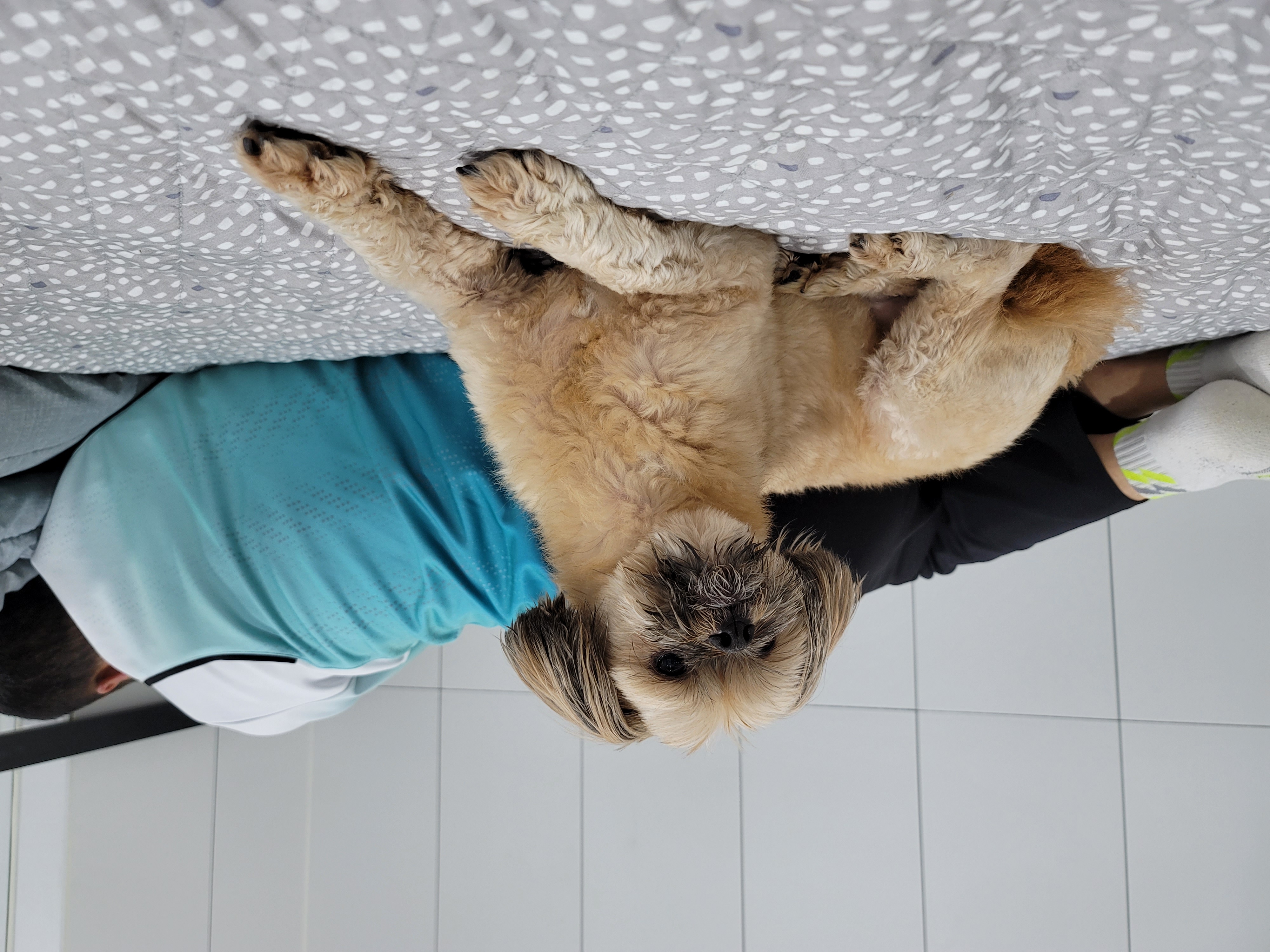 깐돌이 입양 1년후 후기