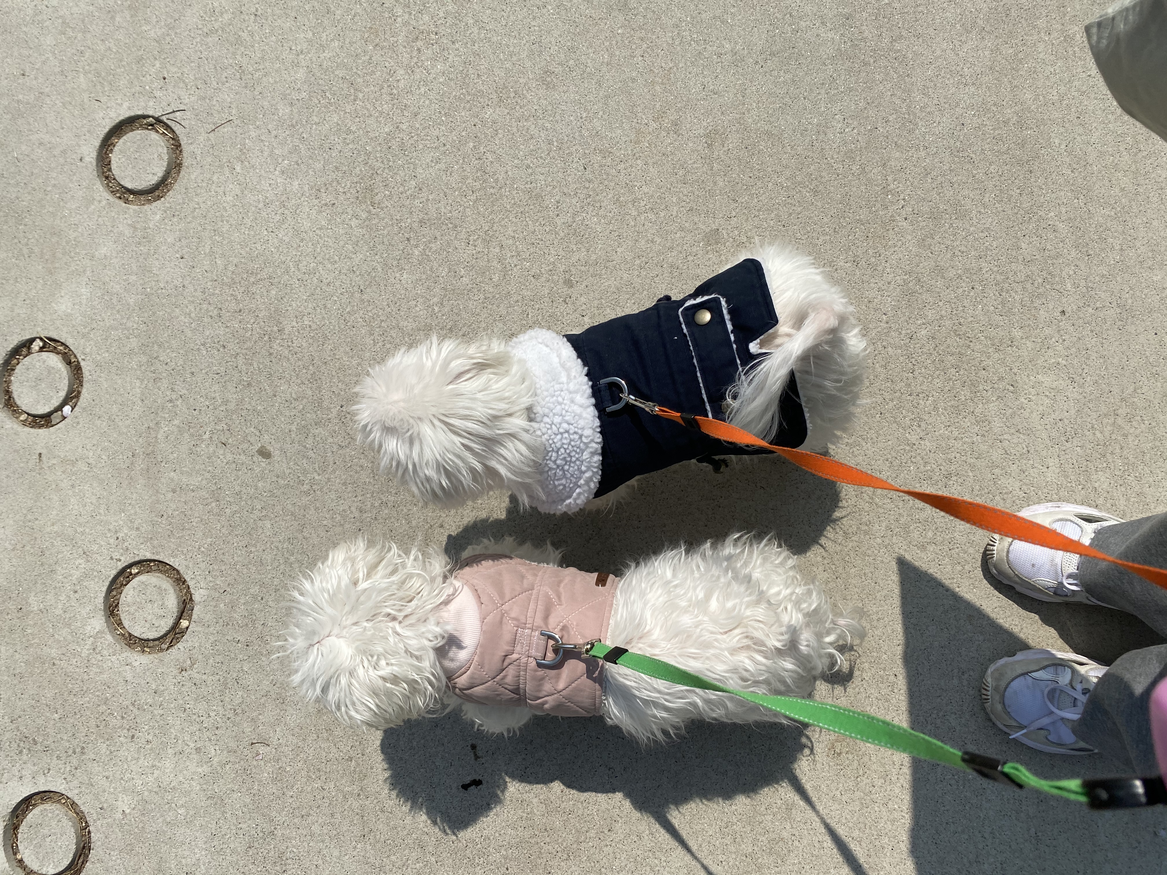 내사랑 솜사탕 입양후기