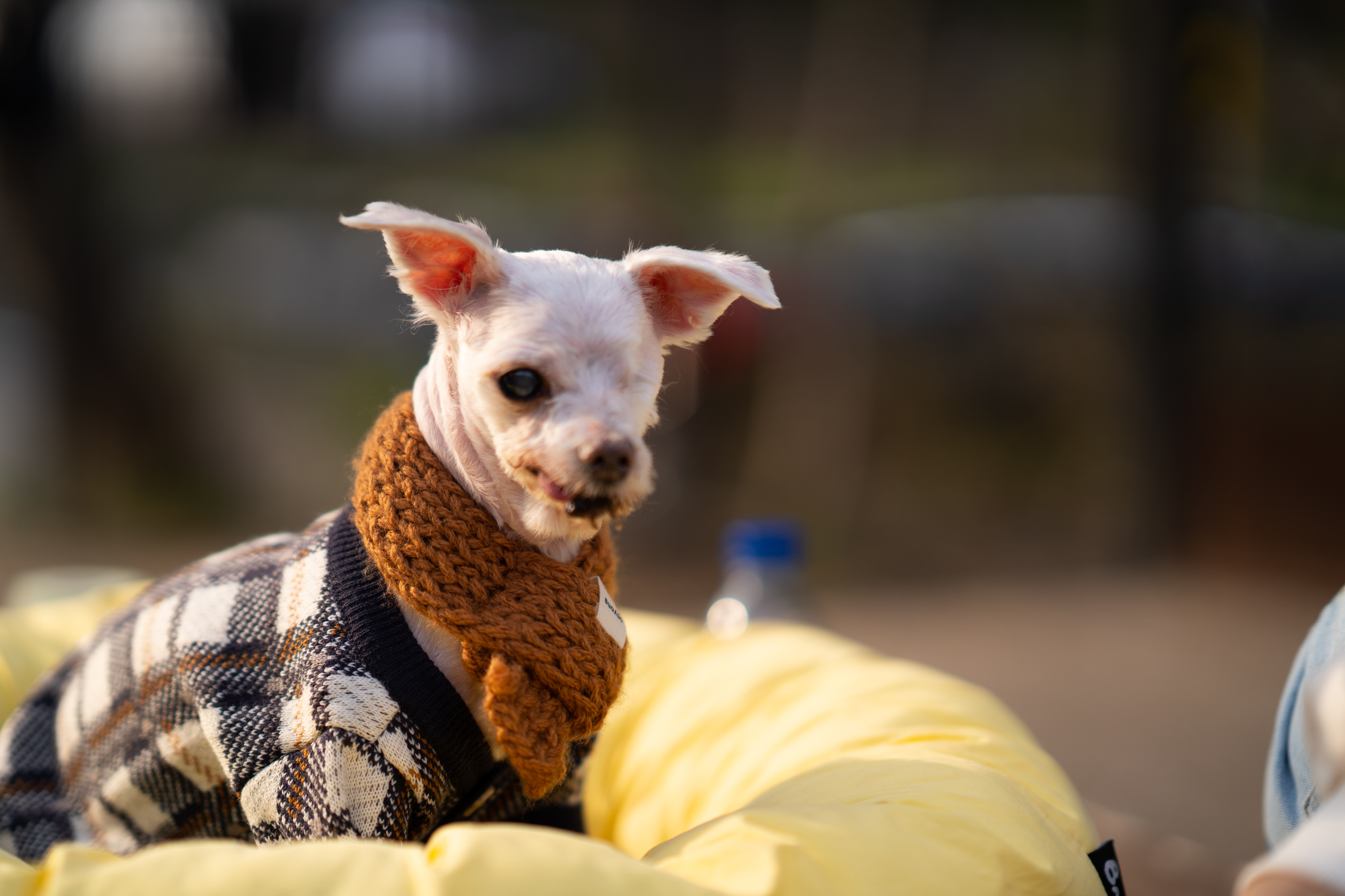 내사랑 솜사탕 입양후기