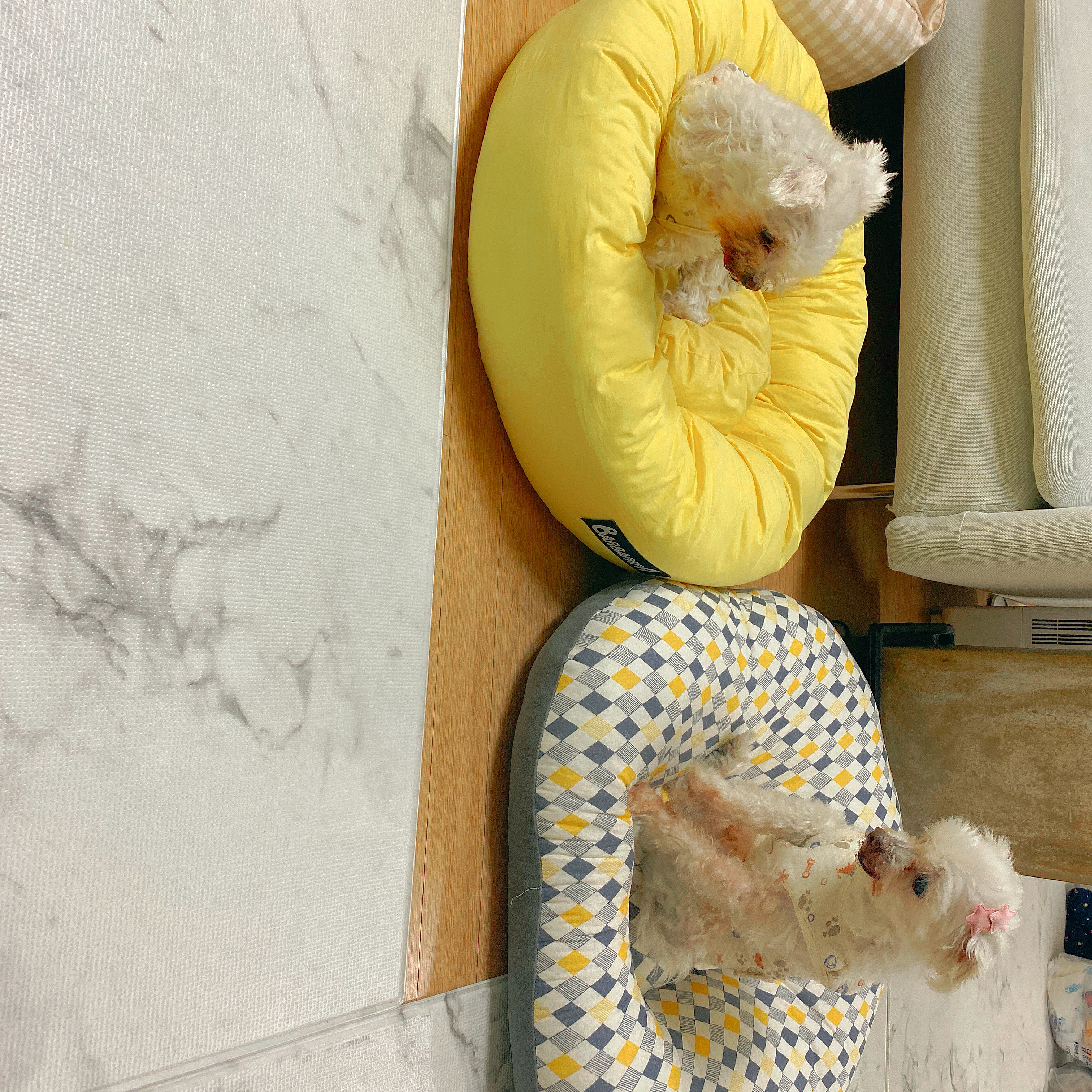 내사랑 솜사탕 입양후기