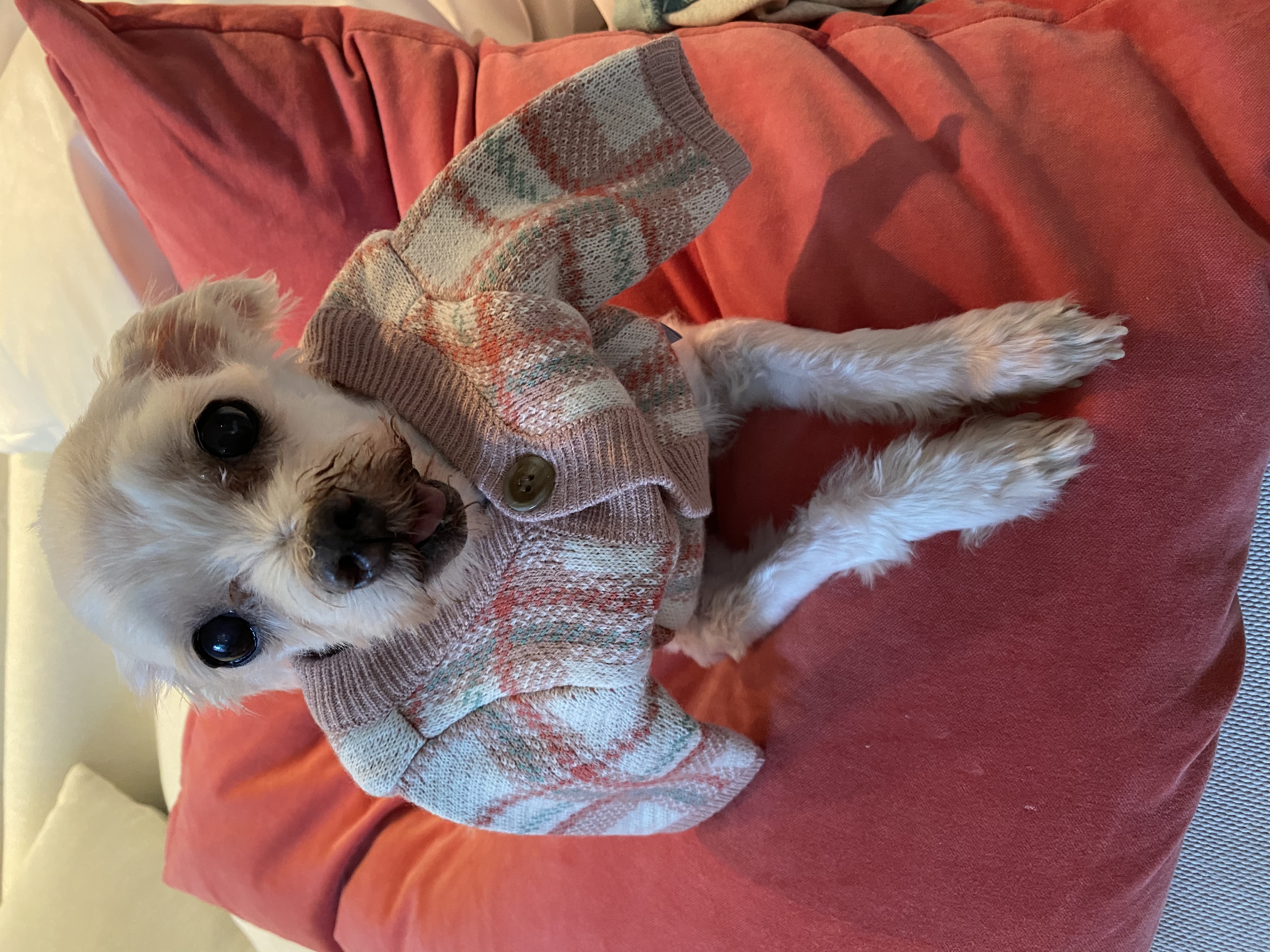 내사랑 솜사탕 입양후기