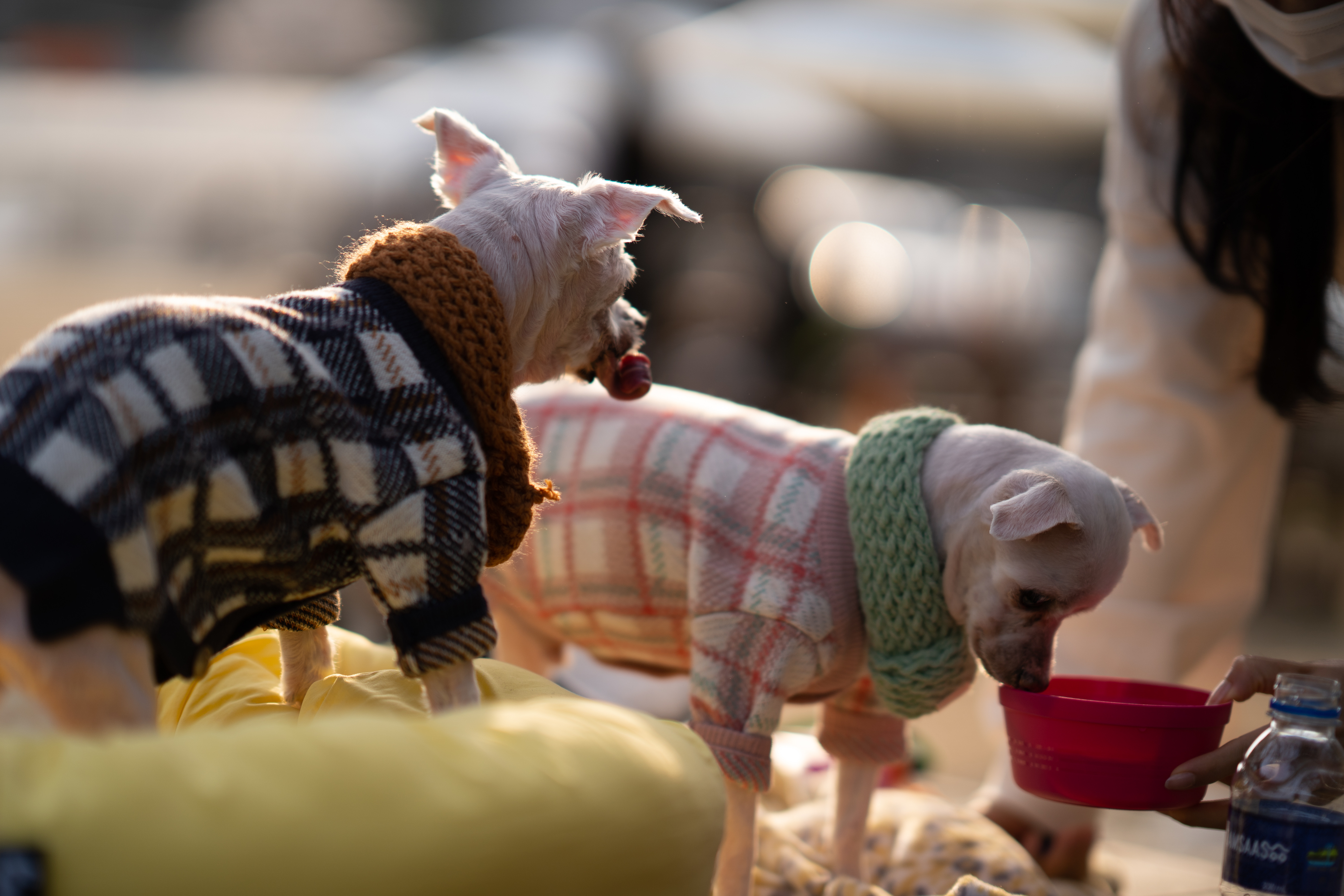 내사랑 솜사탕 입양후기