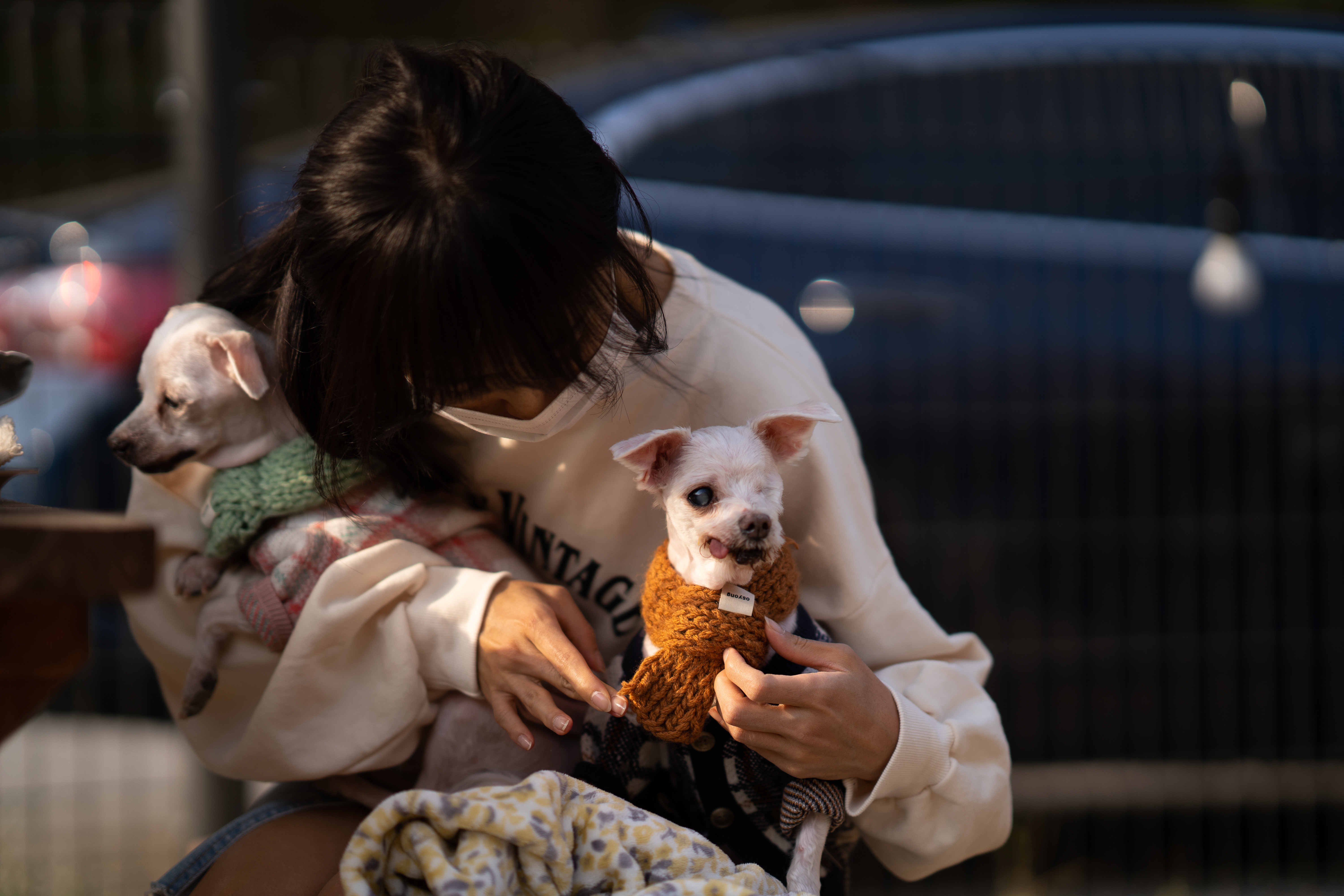 내사랑 솜사탕 입양후기