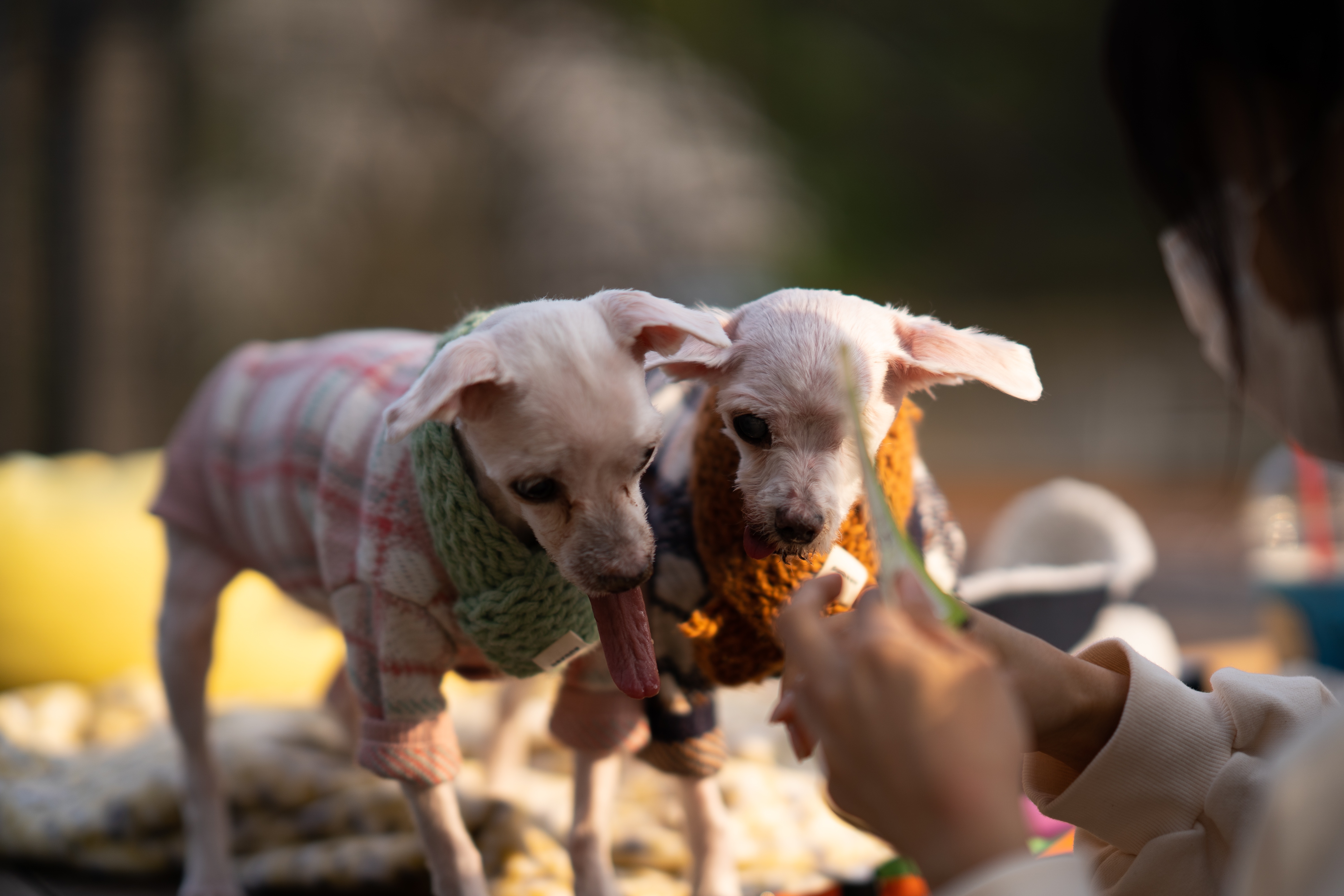 내사랑 솜사탕 입양후기