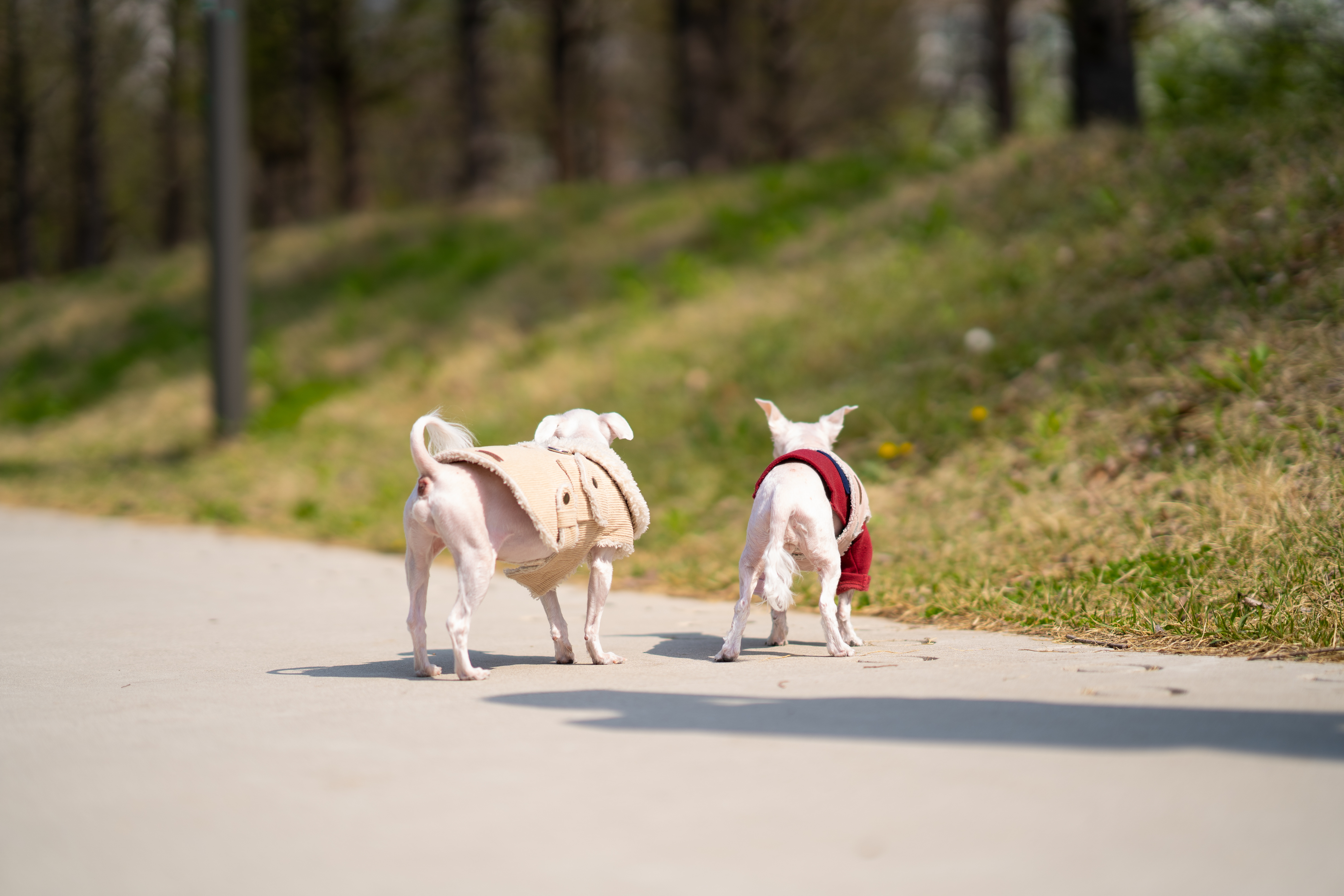 내사랑 솜사탕 입양후기