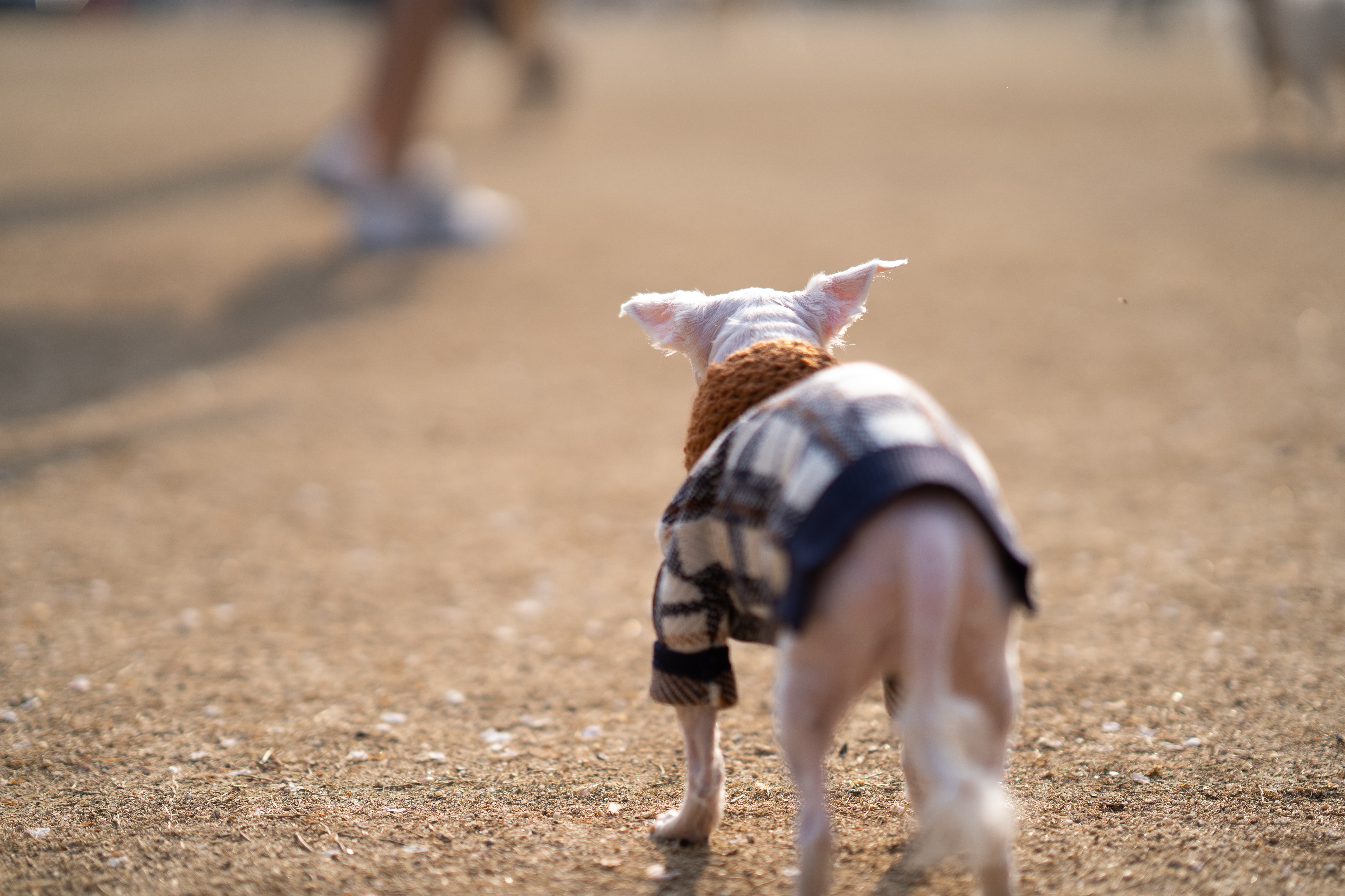 내사랑 솜사탕 입양후기