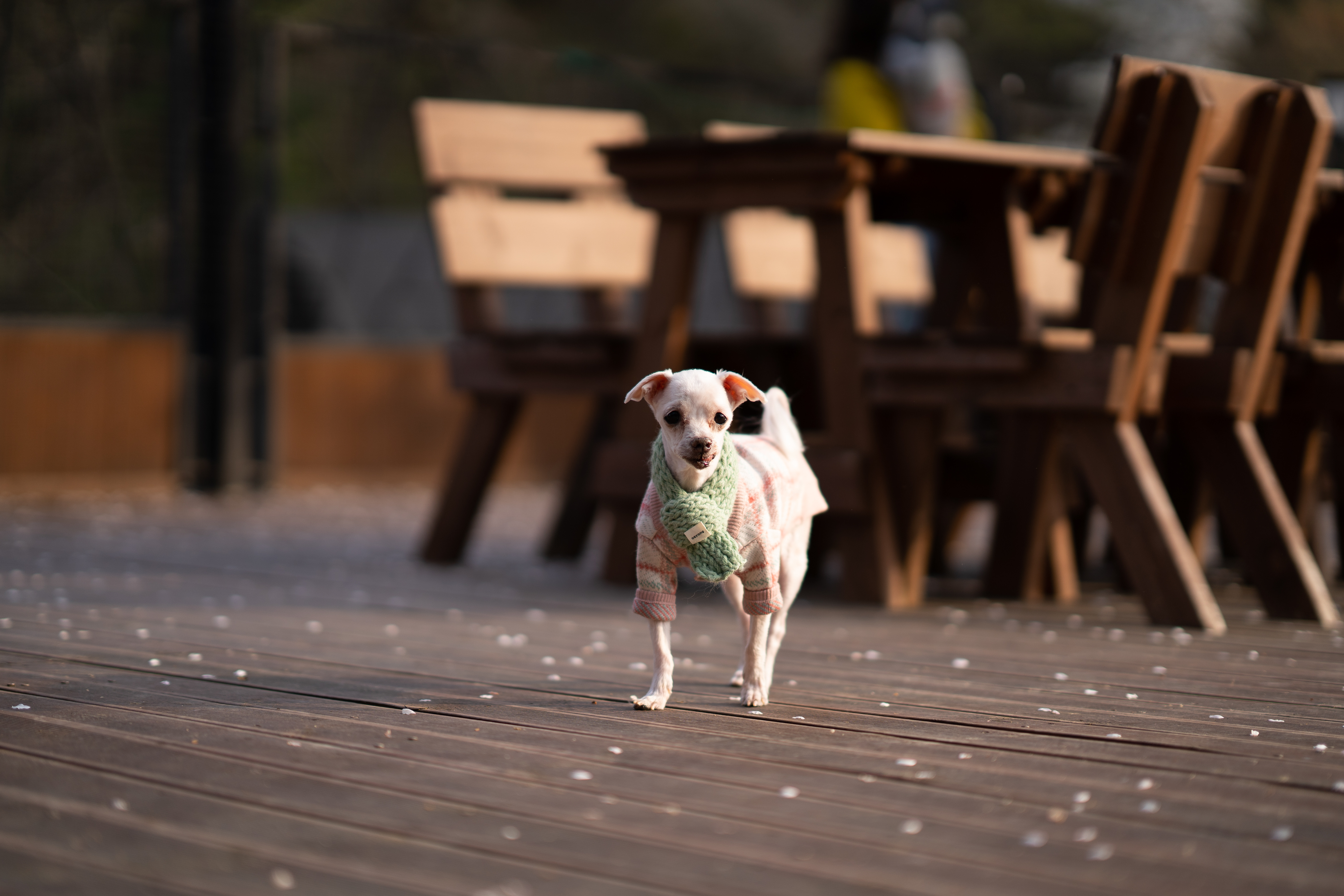 내사랑 솜사탕 입양후기