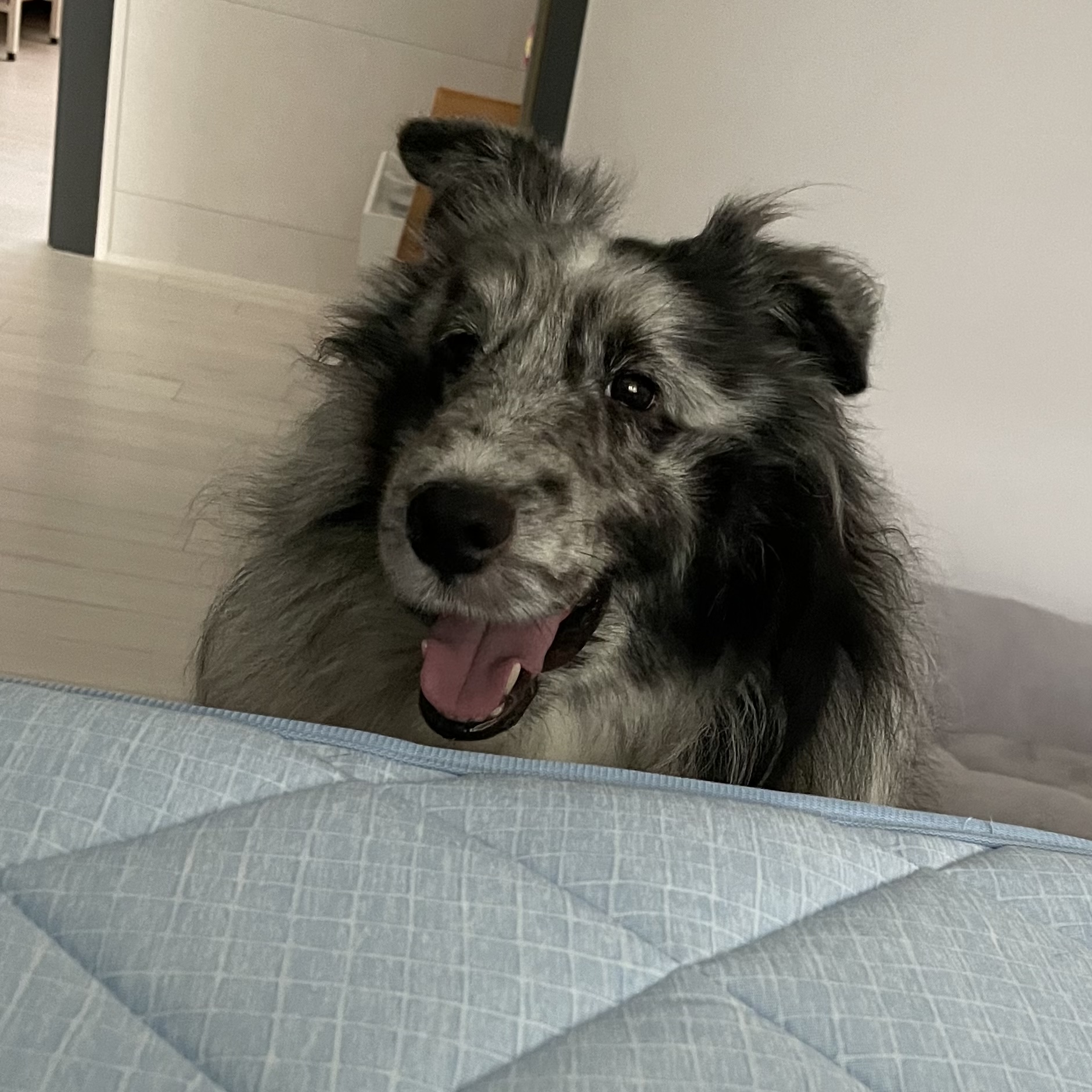 고양시불법번식장구조견 장수(니콜)이 잘지내고있어요 : )