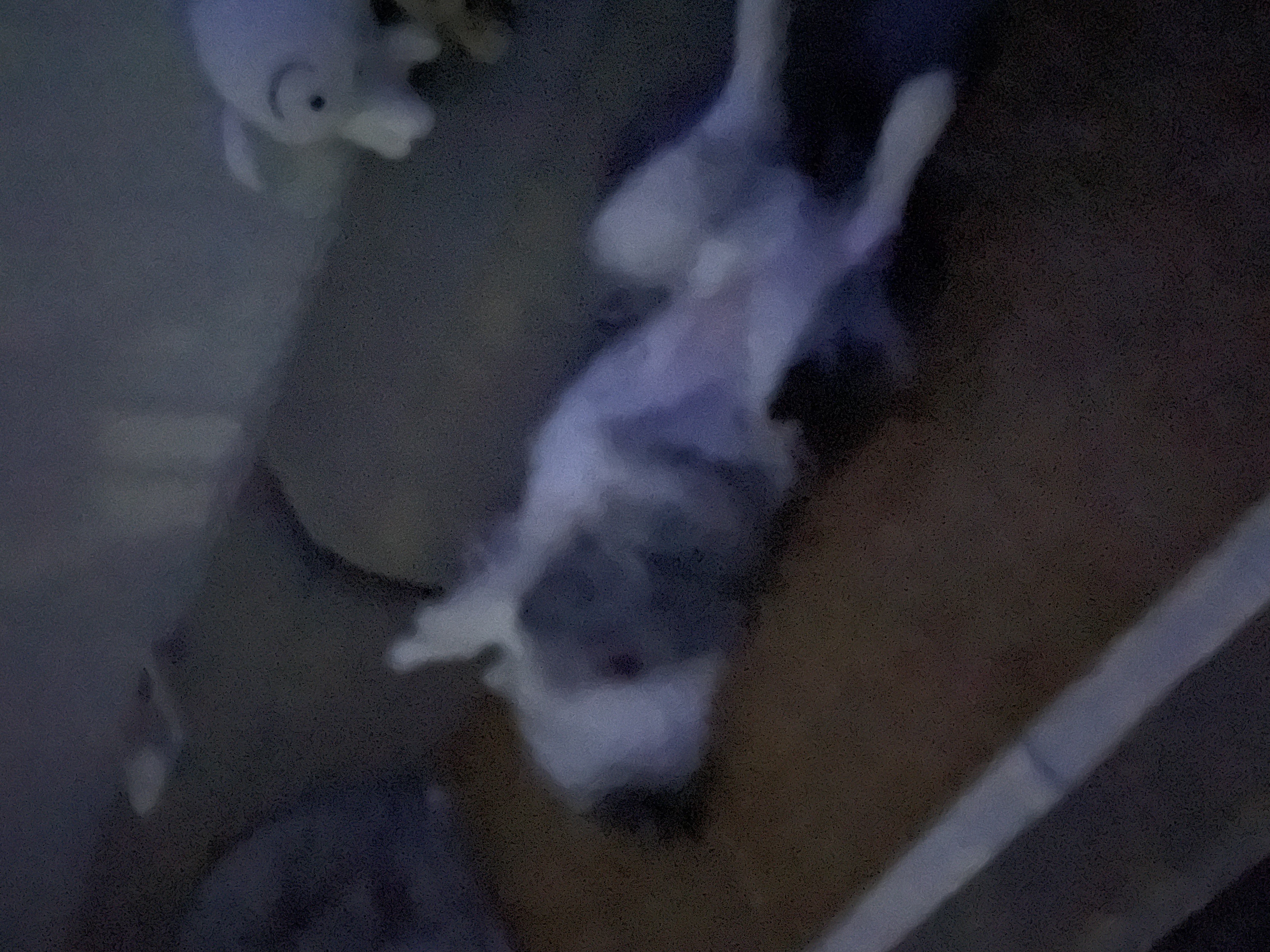 고양시불법번식장구조견 장수(니콜)이 잘지내고있어요 : )