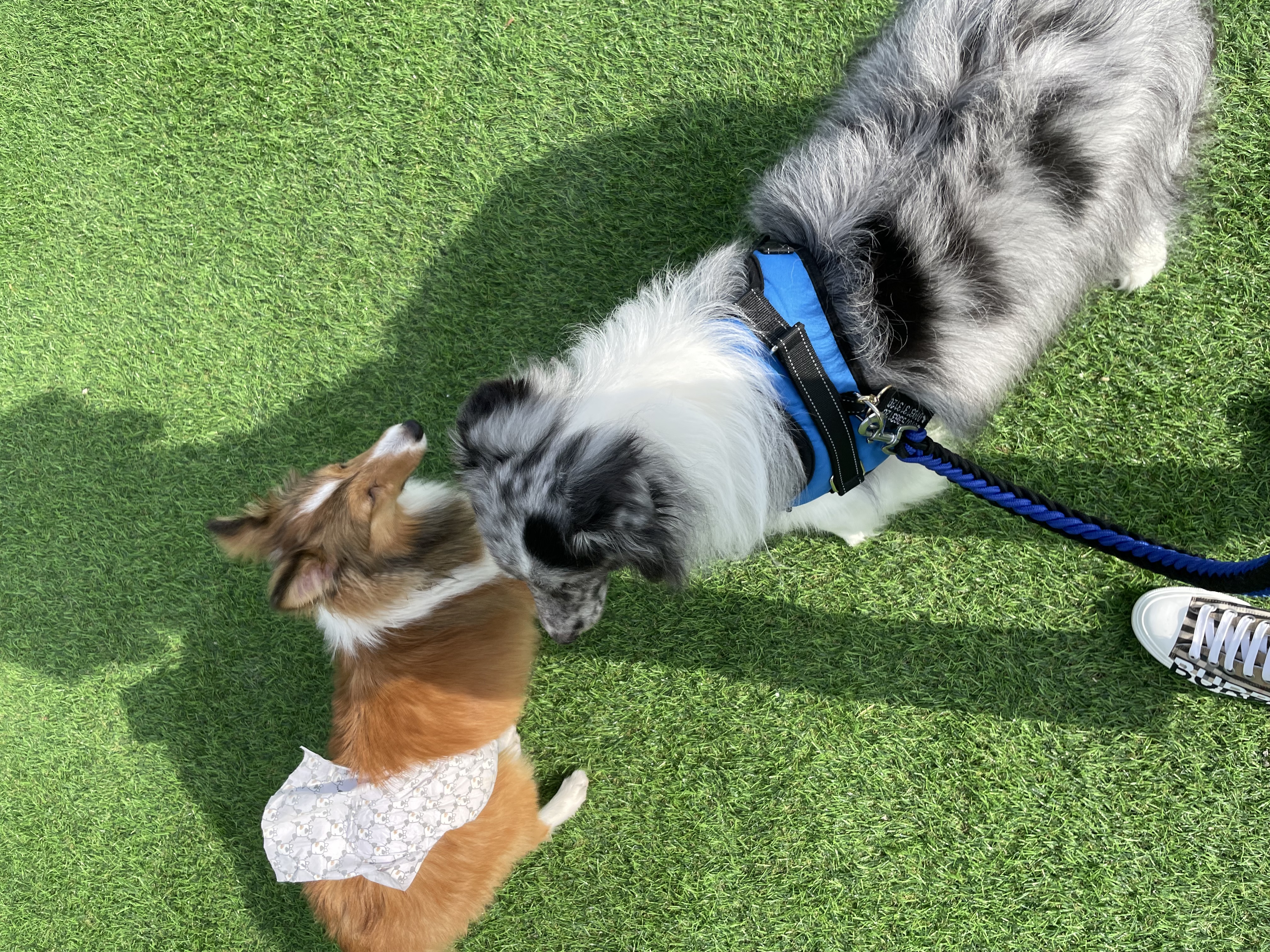 고양시불법번식장구조견 장수(니콜)이 잘지내고있어요 : )